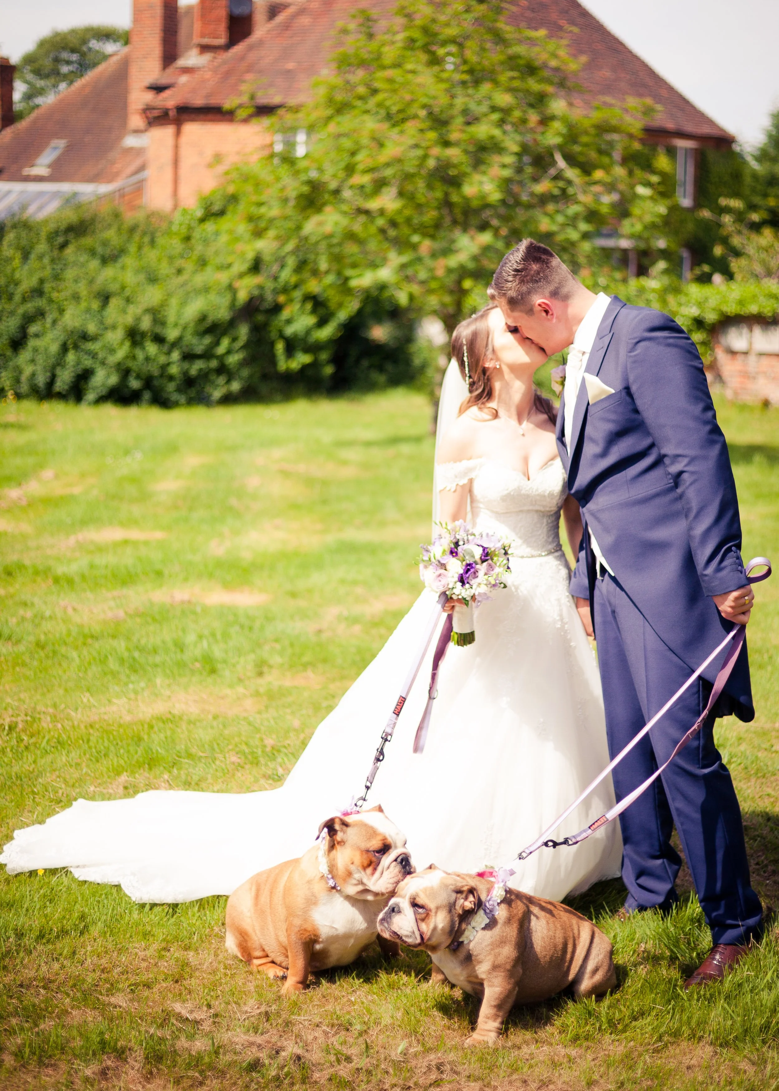 A newlywed couple kissing outdoors on a sunny day with three bulldog puppies sitting in front of them. The bride is in a white wedding dress holding a bouquet, and the groom is in a navy blue suit. There are green trees and a brick house in the backg
