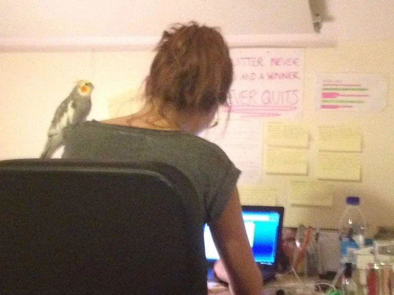 Person with brown hair sitting at a desk with a small bird perched on the back of their chair, in front of a computer monitor, with notes and papers on the wall.