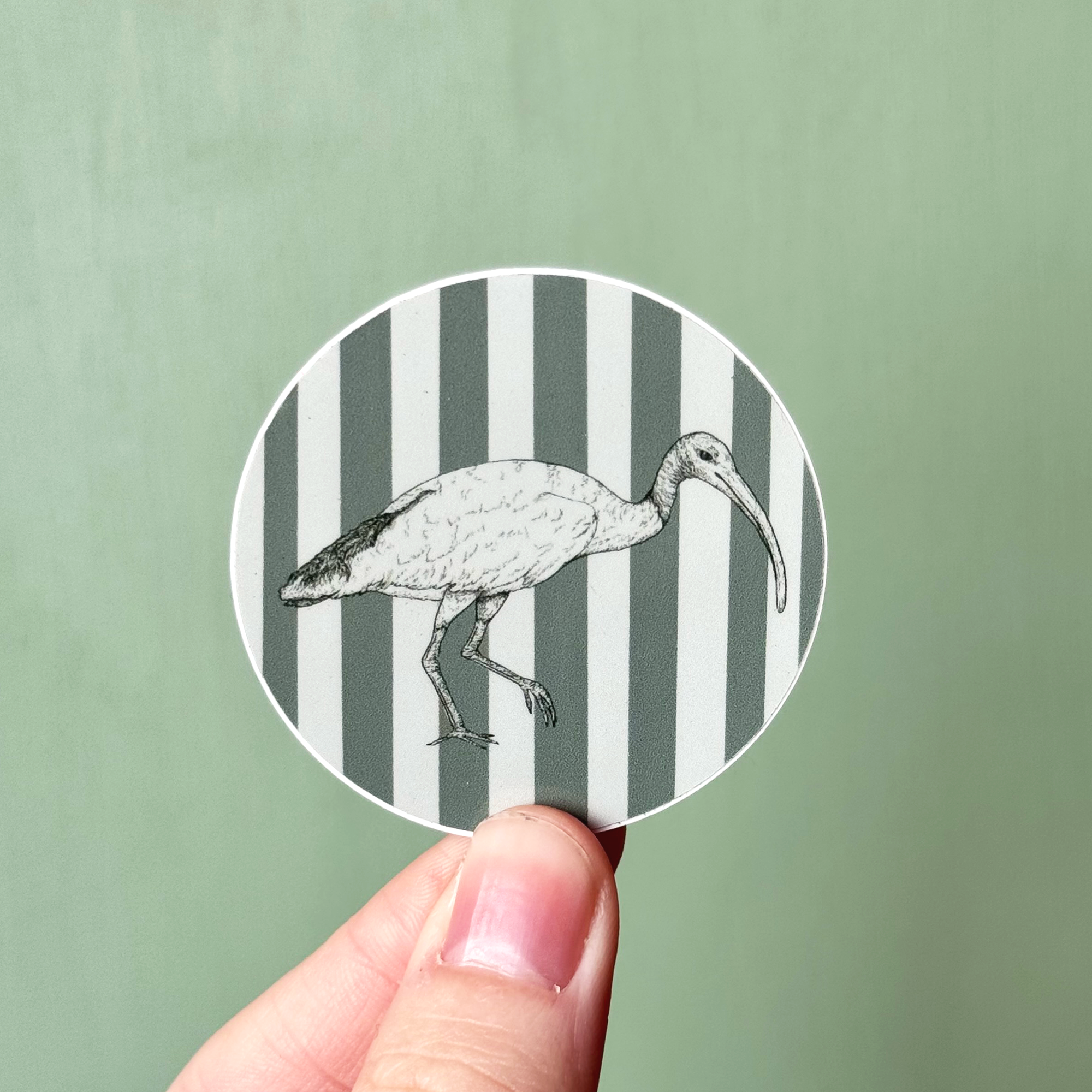 Striped+Ibis+1.png