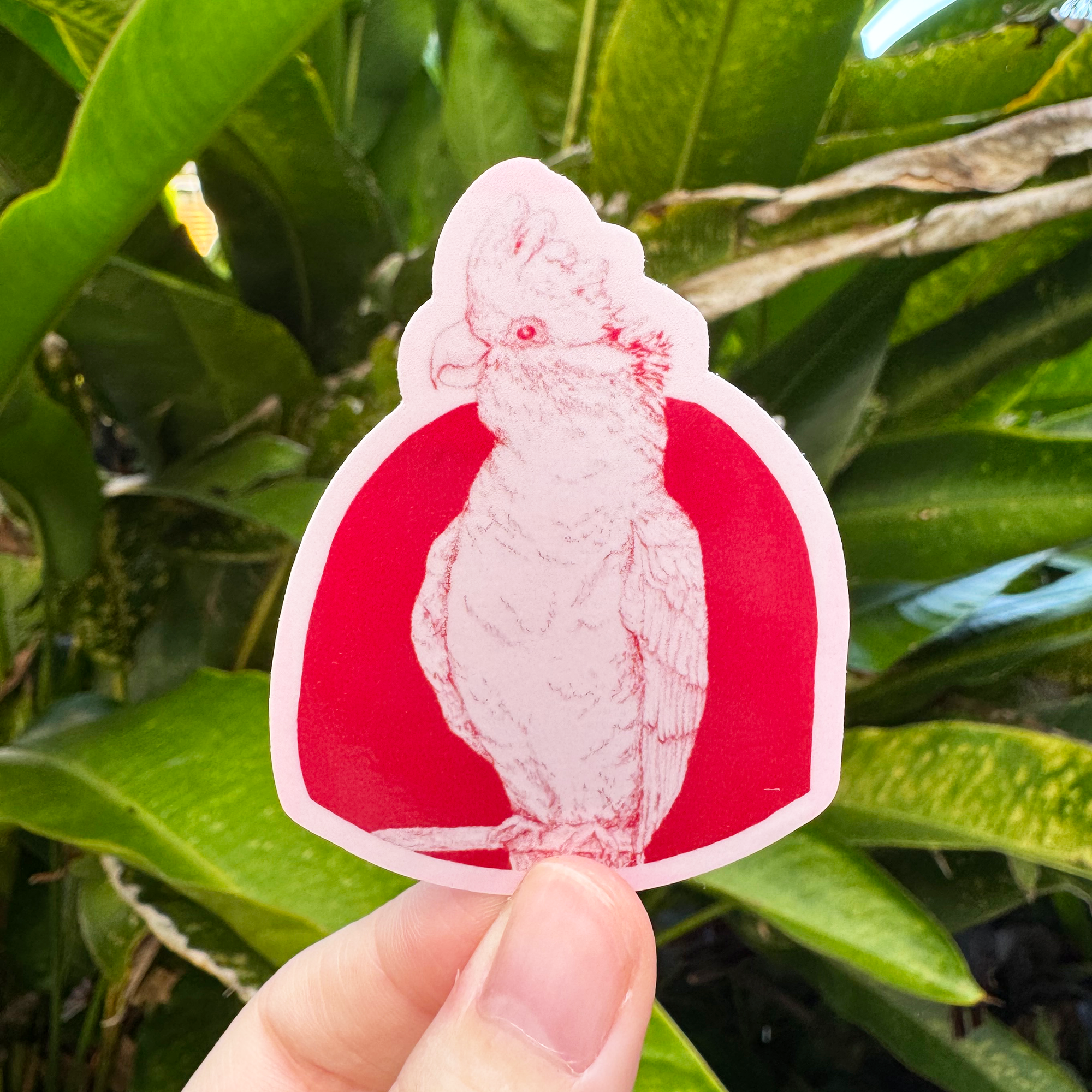 Galah 2.png