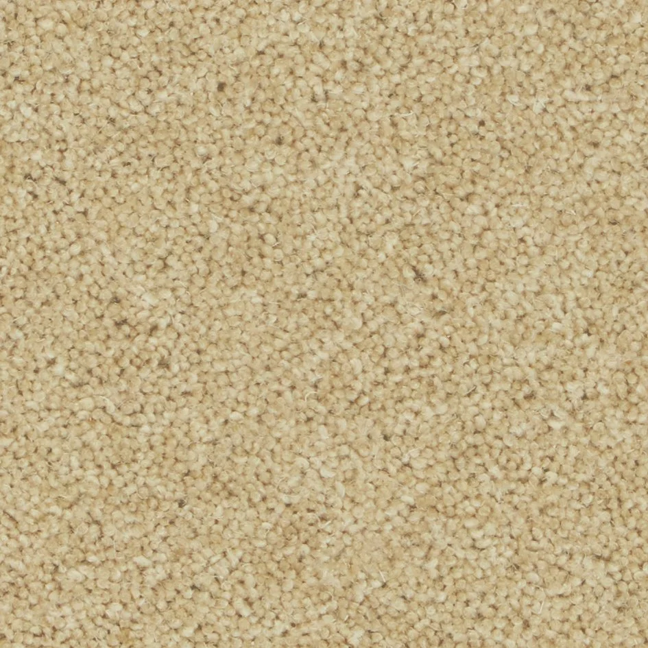 camel.jpg