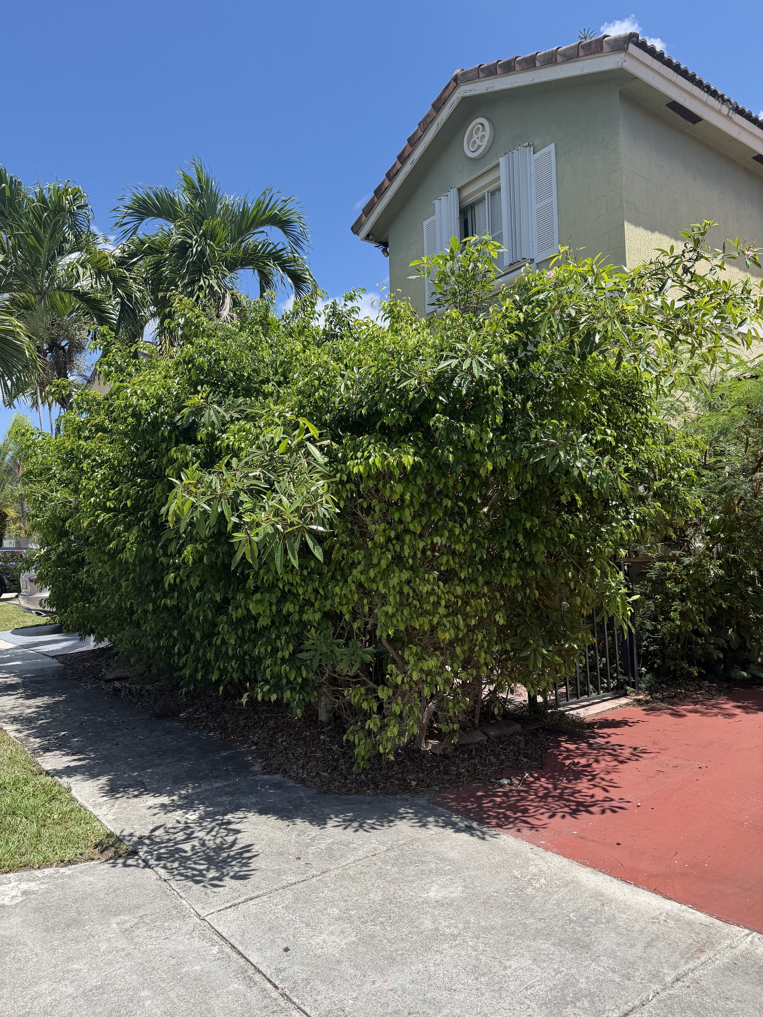 IMG_0529.jpeg
