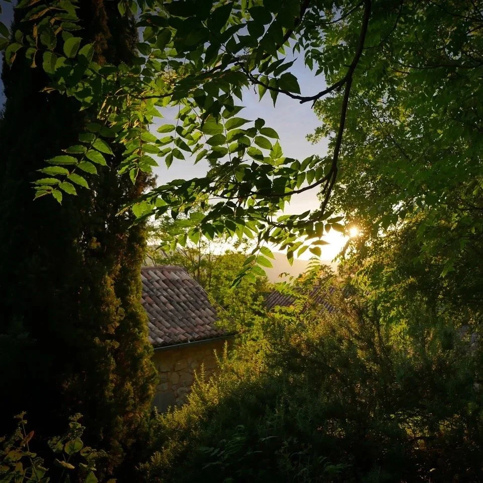 Grüne Bäume oberhalb des Hotels Balatura in Kroatien bei Sonnenuntergang.