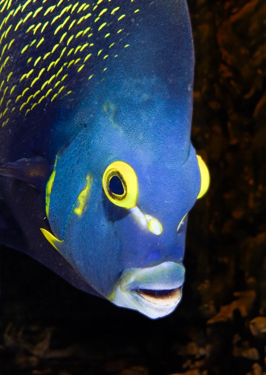 17. Anglefish.jpg