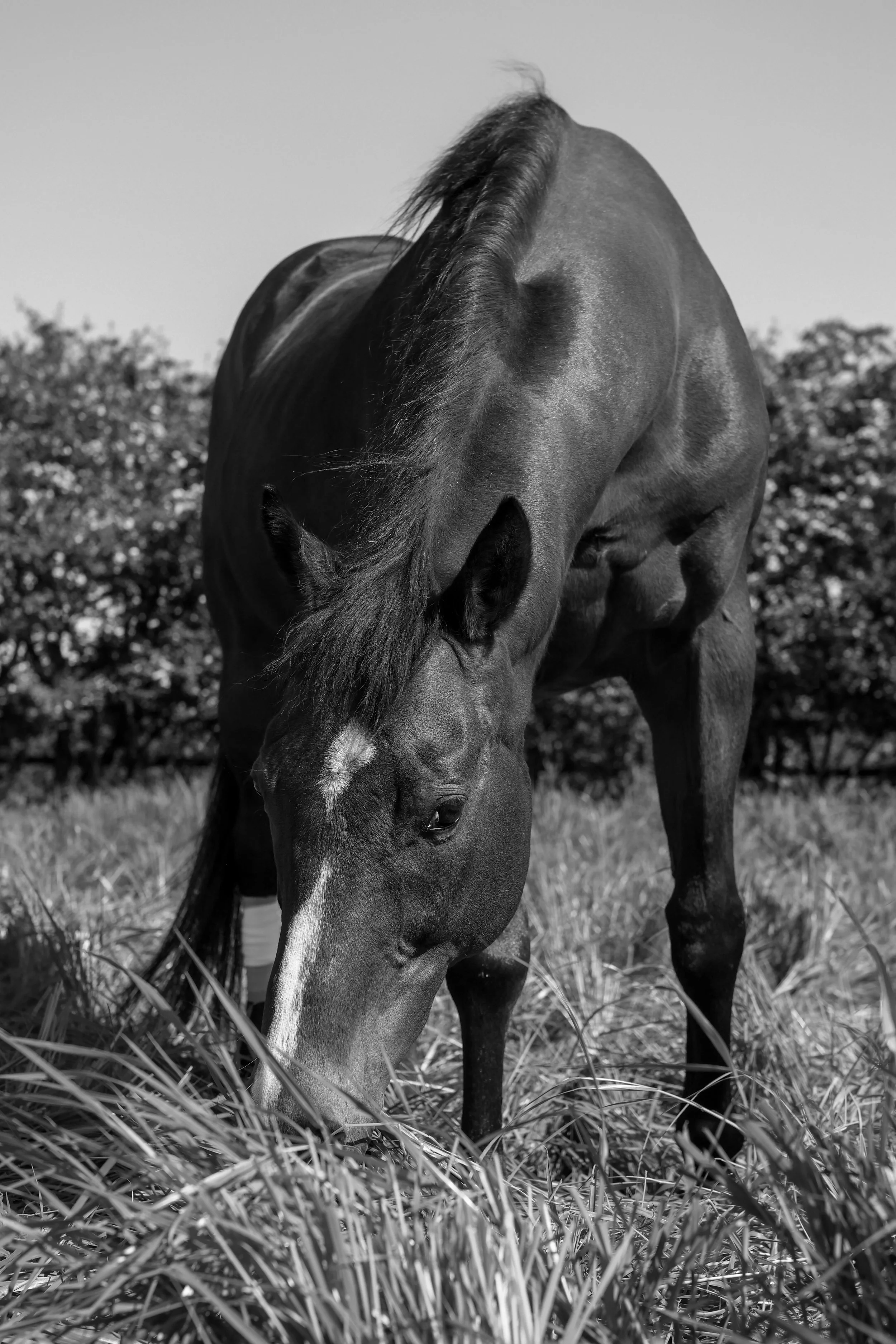 A black and white photo of a horse grazing in a field with trees in the background.