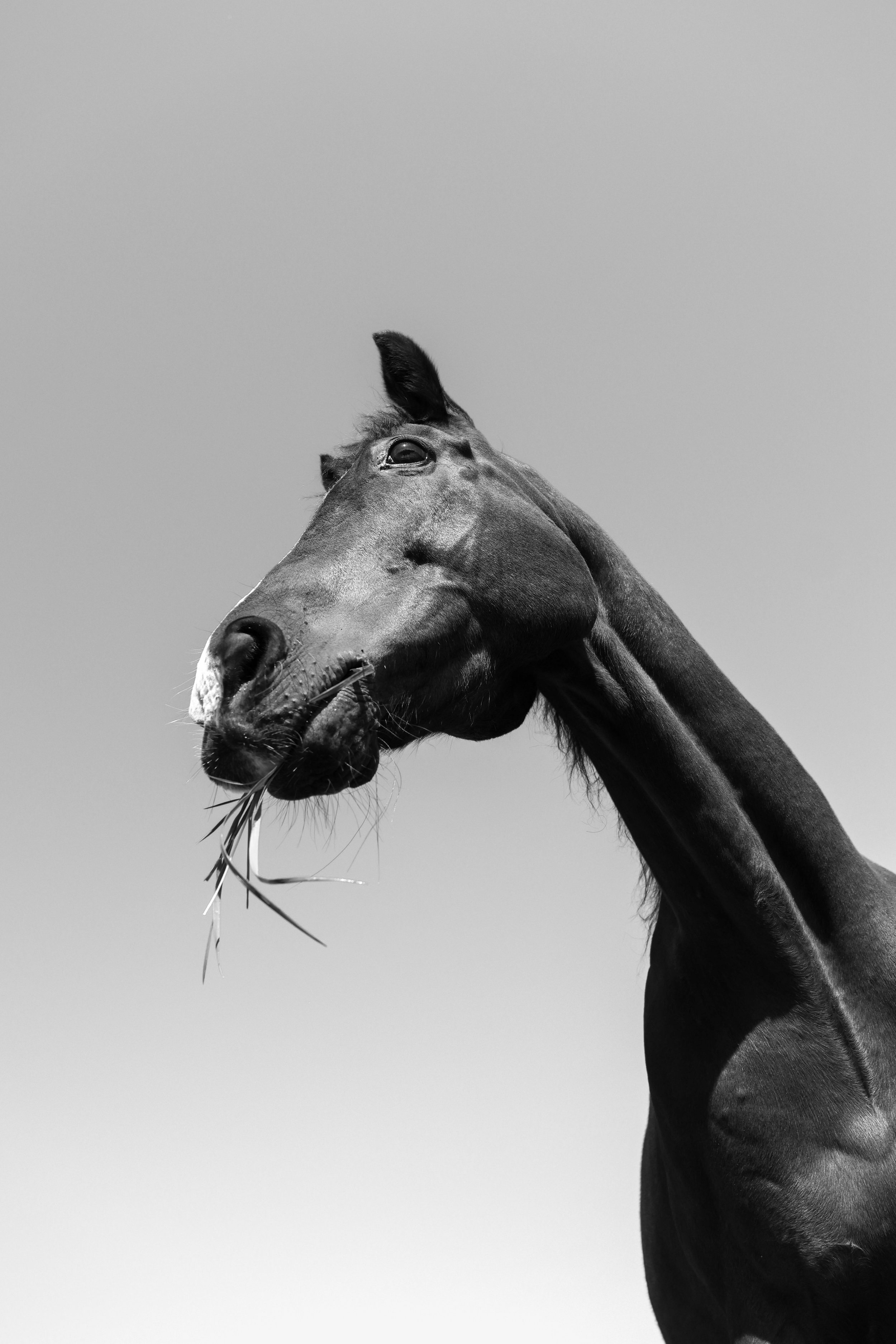 A black and white close-up photo of a horse's head and neck against a plain gray background, showing details of its face and grazing.