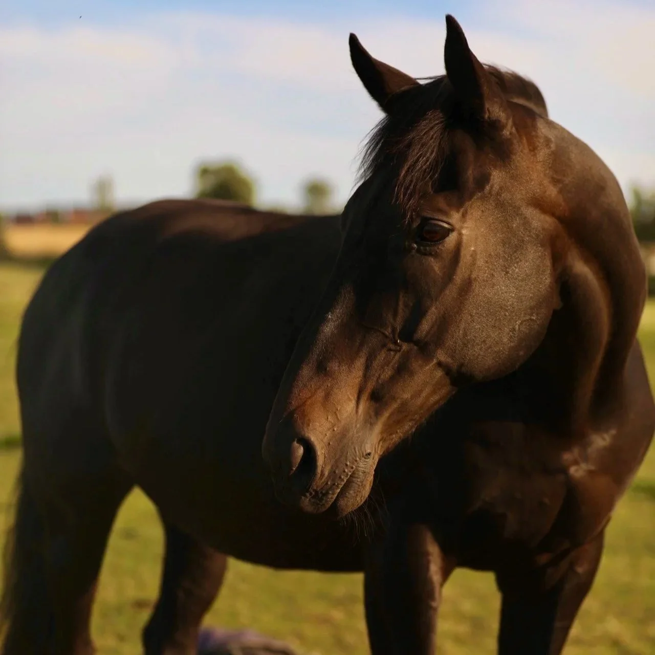 A brown horse standing in a field with a blurred background of trees and sky.