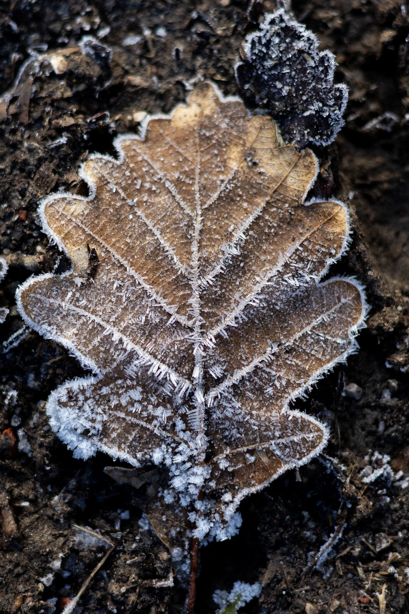 Winters Coming
