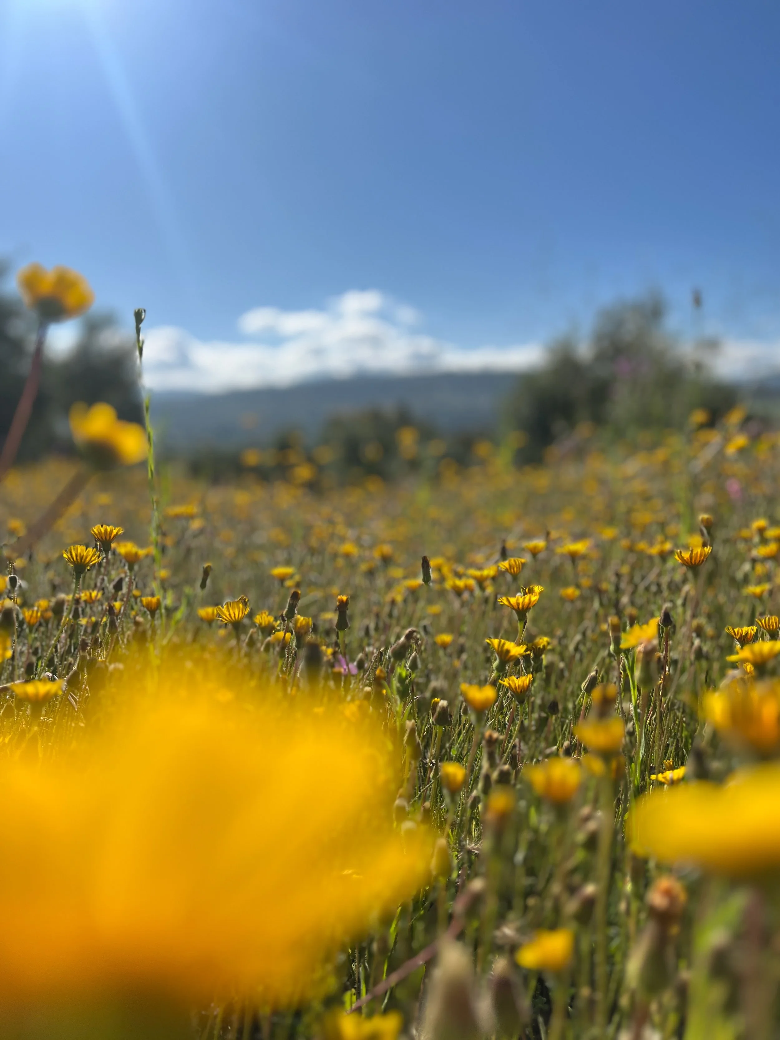 A field of yellow wildflowers with a clear blue sky and mountains in the distance.