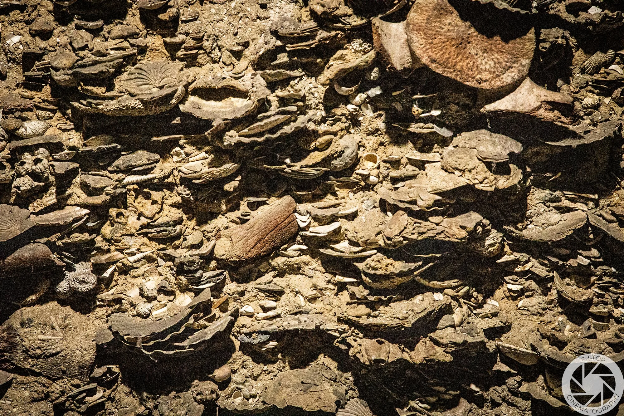 Shells in the Cave (Digital Download, 6720 x 4480 px)