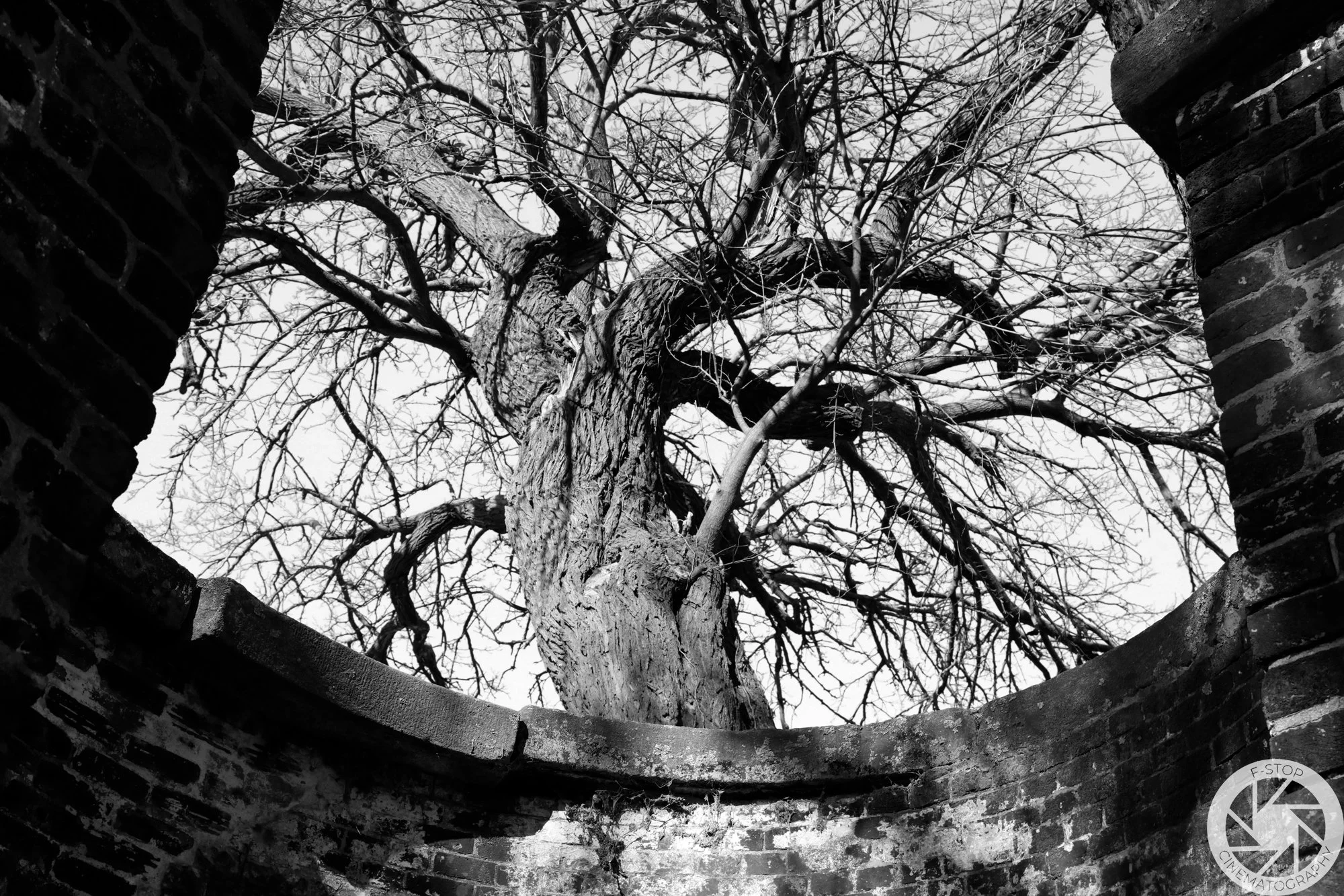 Tree At Fort Monroe (Digital Download, 6720 x 4480 px)