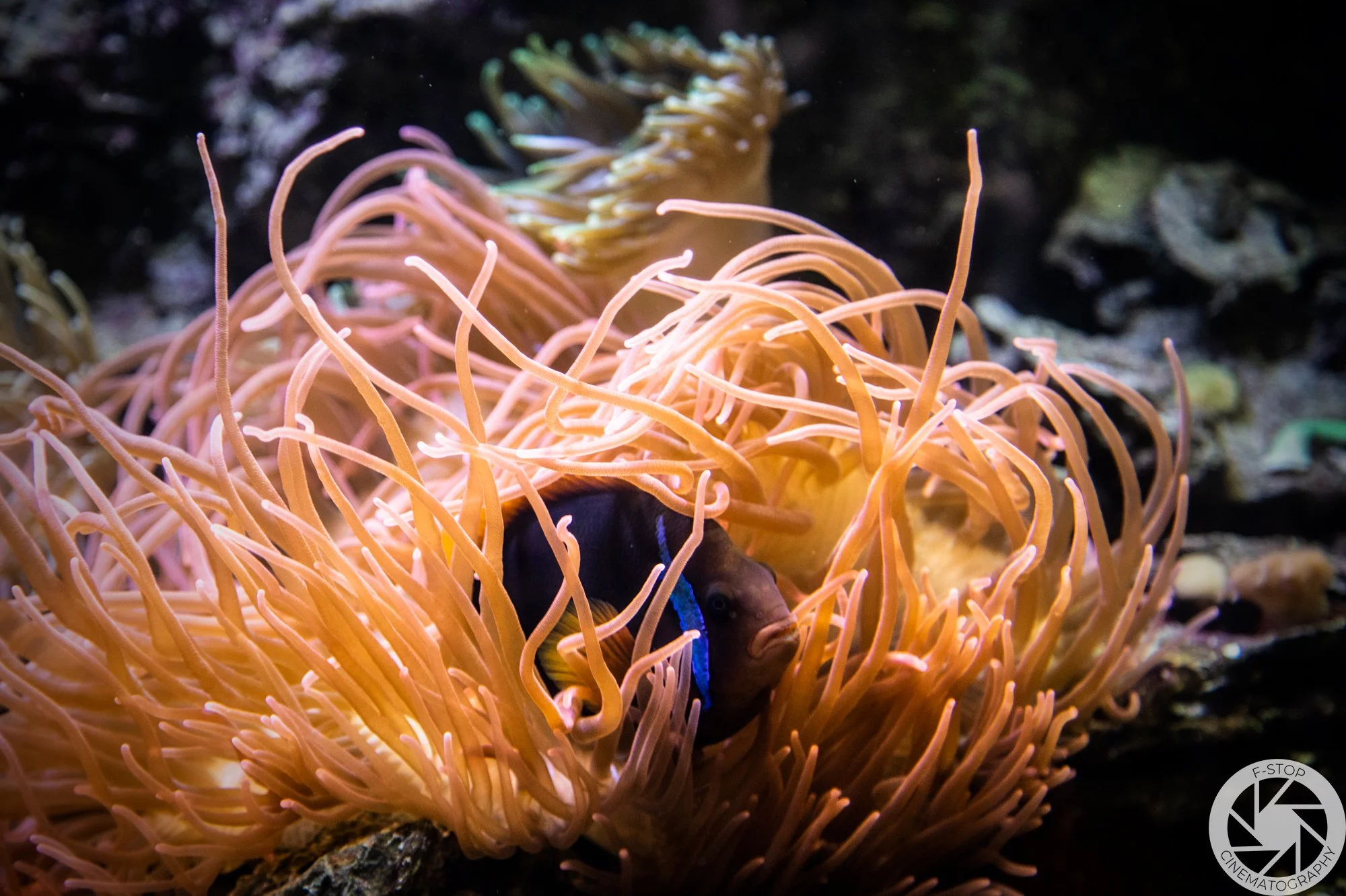                     Fish in Anemone