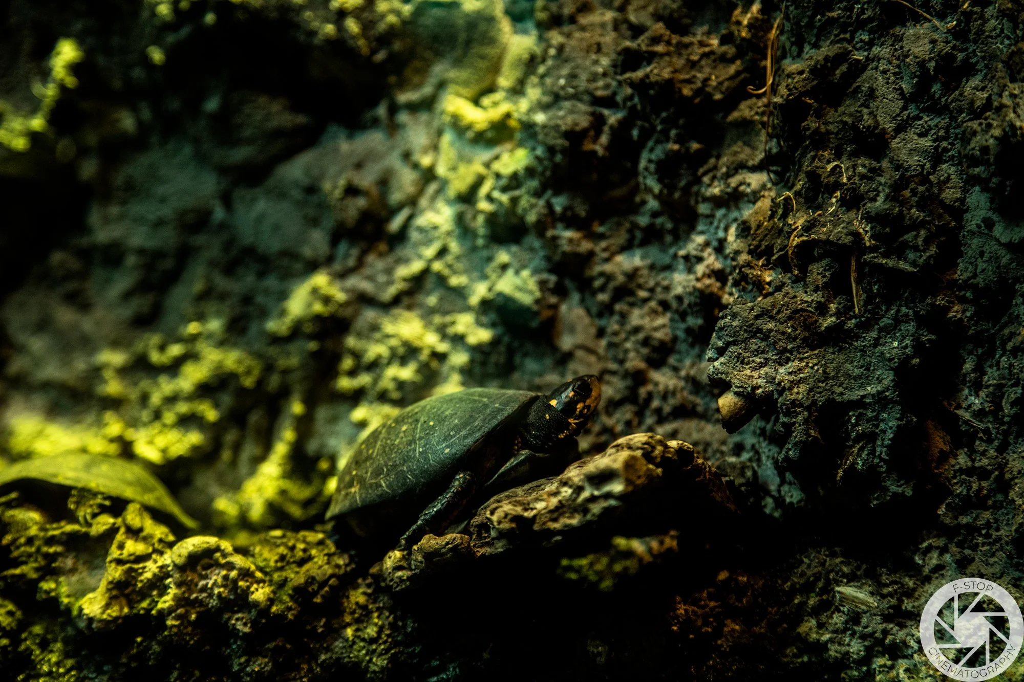 Turtle Resting