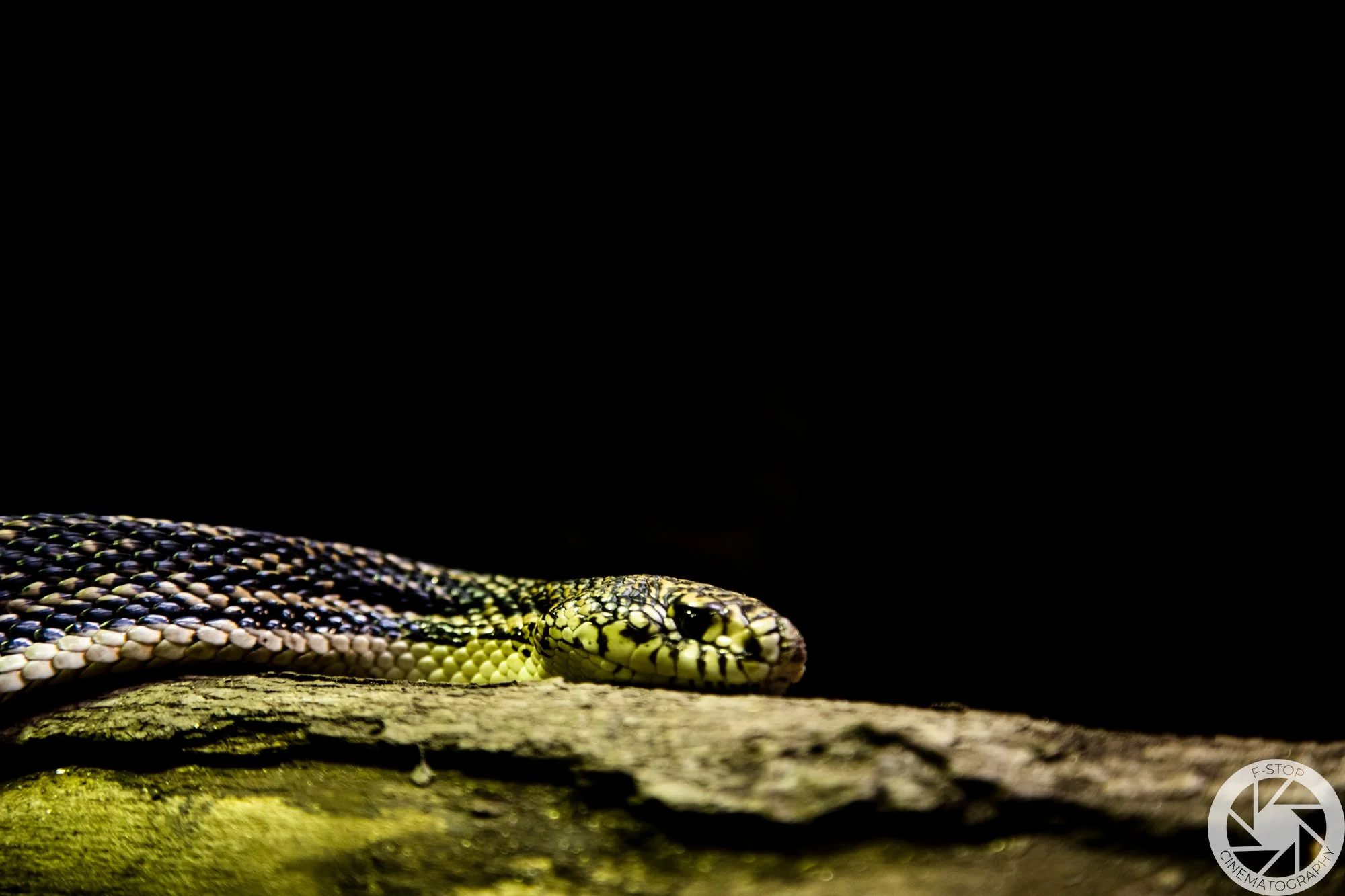 Snake Resting on Branch
