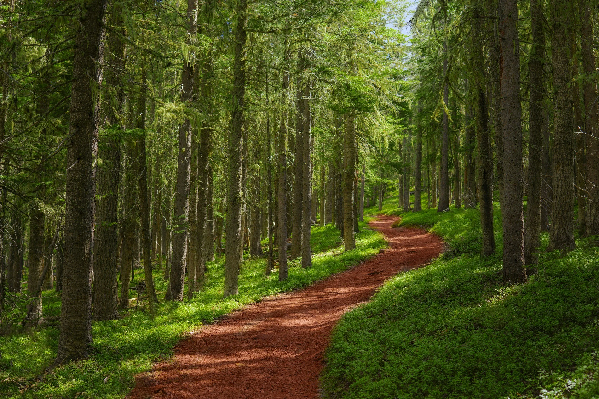 A dirt trail running through a lush green forest with tall trees on either side and sunlight filtering through the leaves.