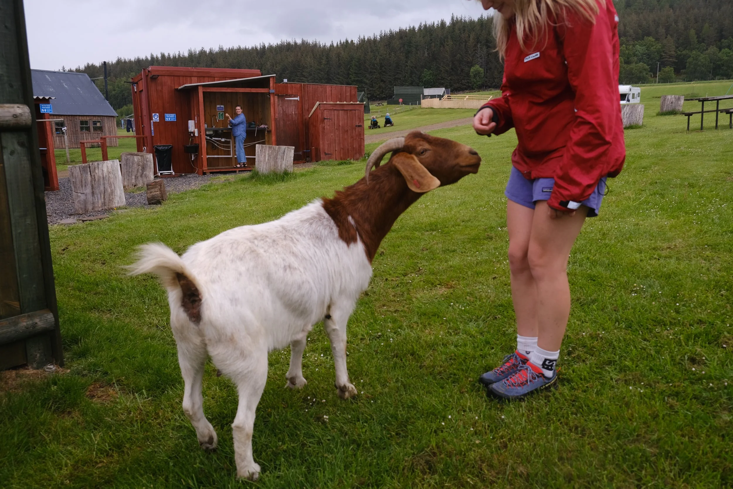 A person in a red jacket and shorts standing outside on green grass with a goat. The goat is brown and white, and it is sticking out its tongue. In the background, there is a small wooden building, and a woman standing inside near a sink, with trees and other structures further back.