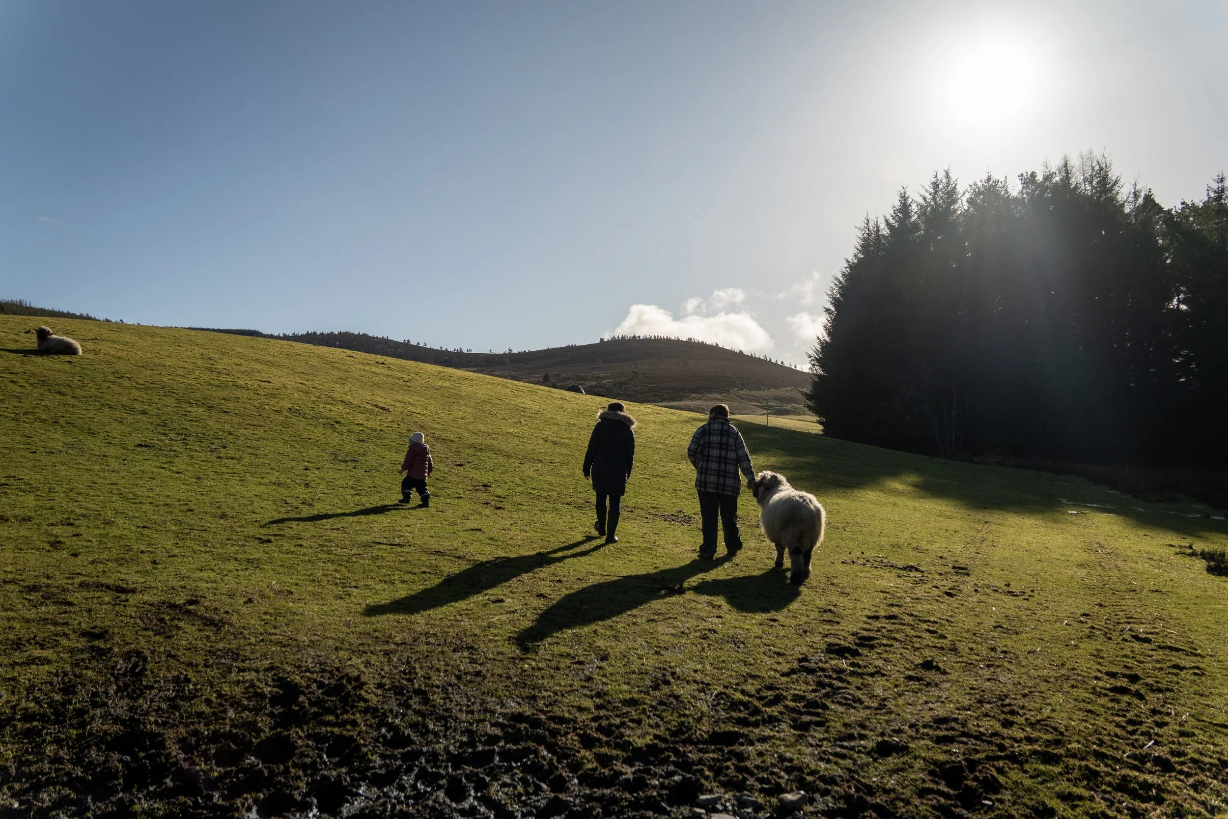 A family walking outdoors on a grassy hillside with mountains and a clear sky in the background. The sun is shining brightly, creating shadows on the ground. There are trees on the right and a sheep resting on the left.