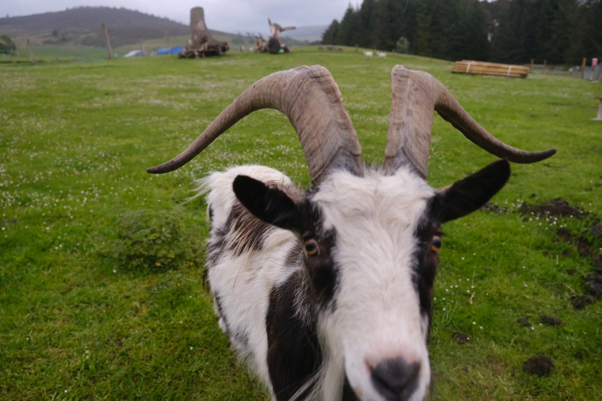 A goat with long, curved horns standing on a grassy field, facing the camera.