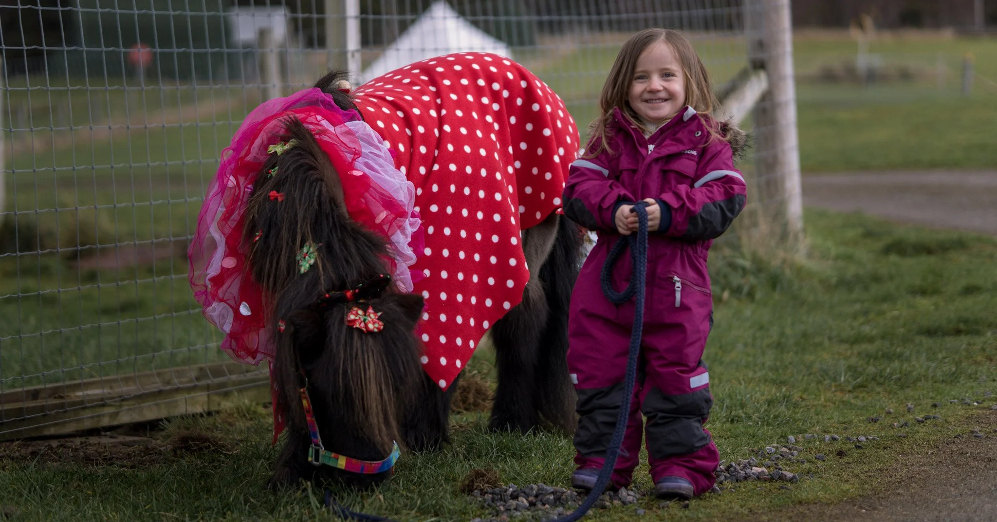 A young girl in a pink and purple winter coat smiling while holding a leash with a small pony dressed in a red and white polka dot blanket and pink tulle with confetti. They are outdoors near a fence with grass and gravel.