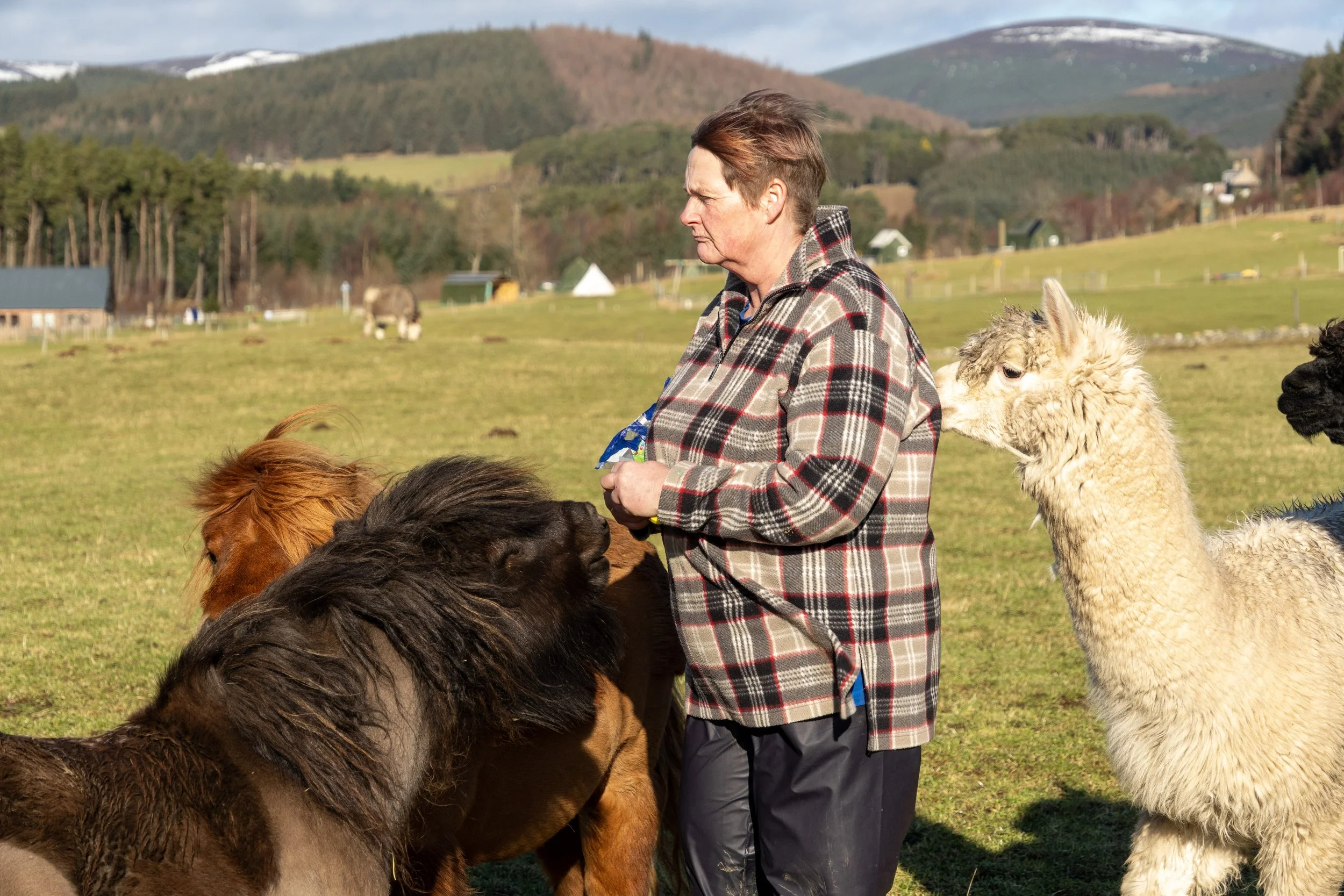 A woman in a plaid jacket standing outdoors in a green field, surrounded by several alpacas with snow-capped mountains in the background.