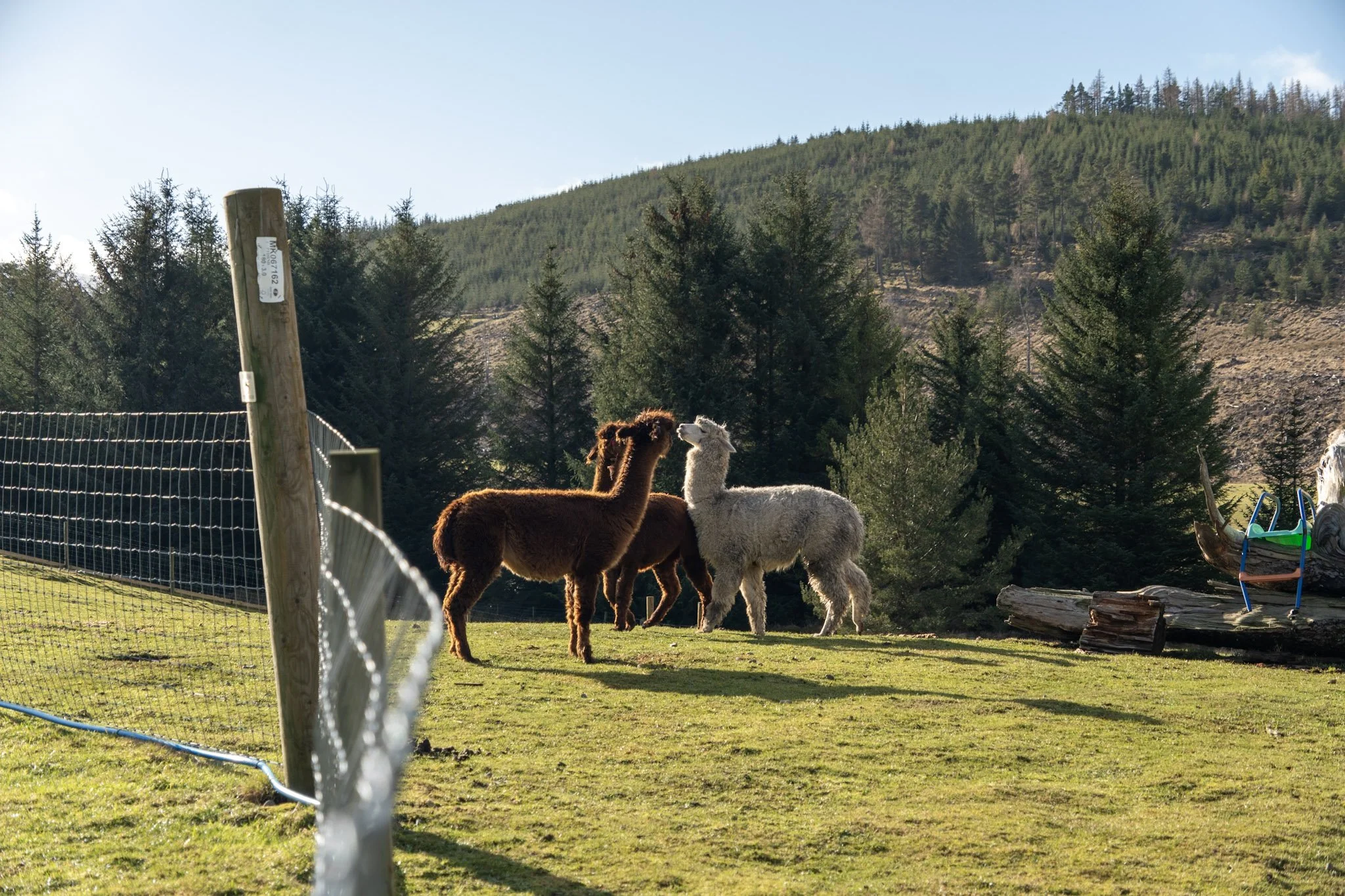 Three alpacas standing in a grassy field with a mountain and forest in the background, enclosed by a wire fence.