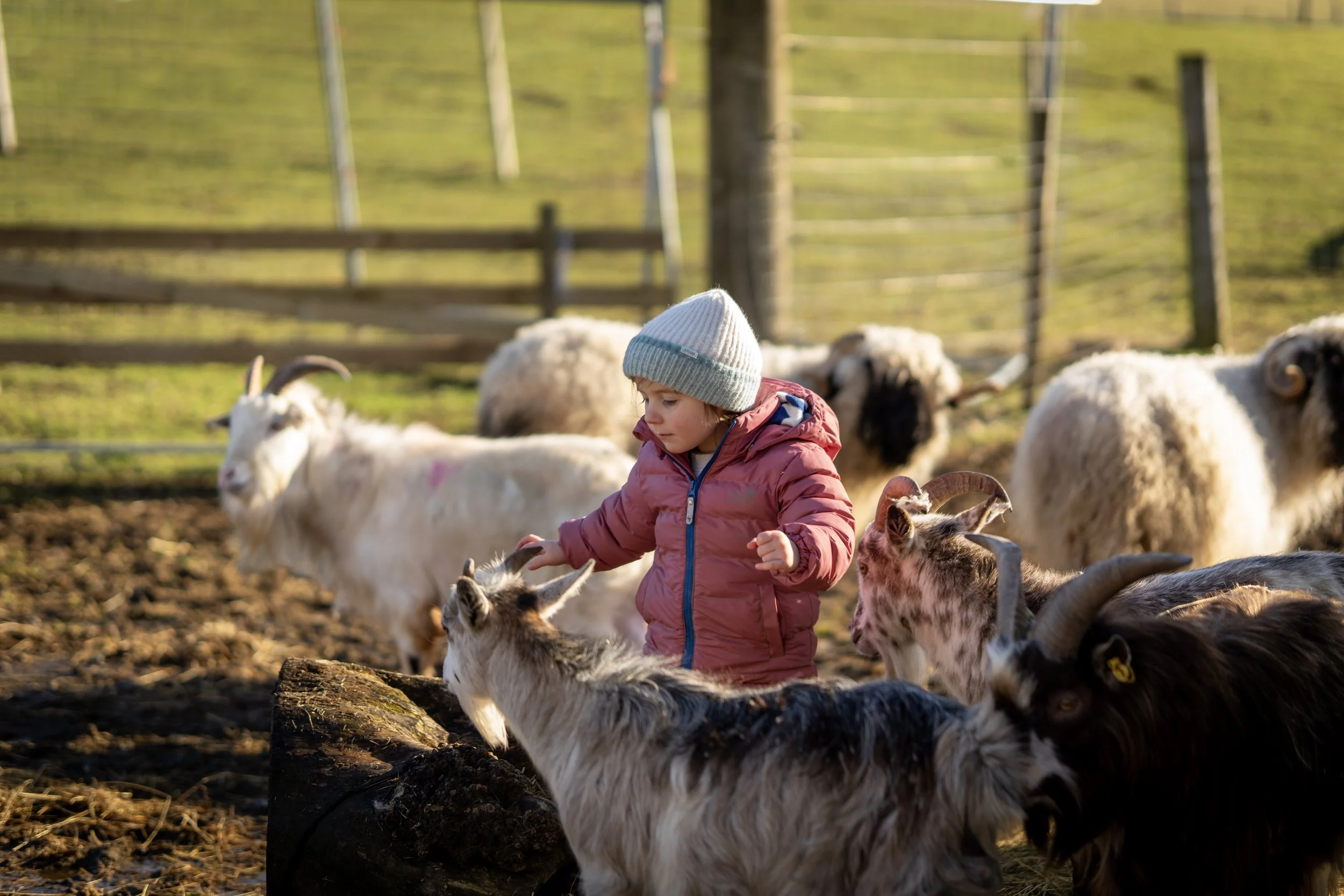 A young girl wearing a pink jacket and gray knit hat petting goats in an outdoor farm setting, with a wooden fence and trees in the background.