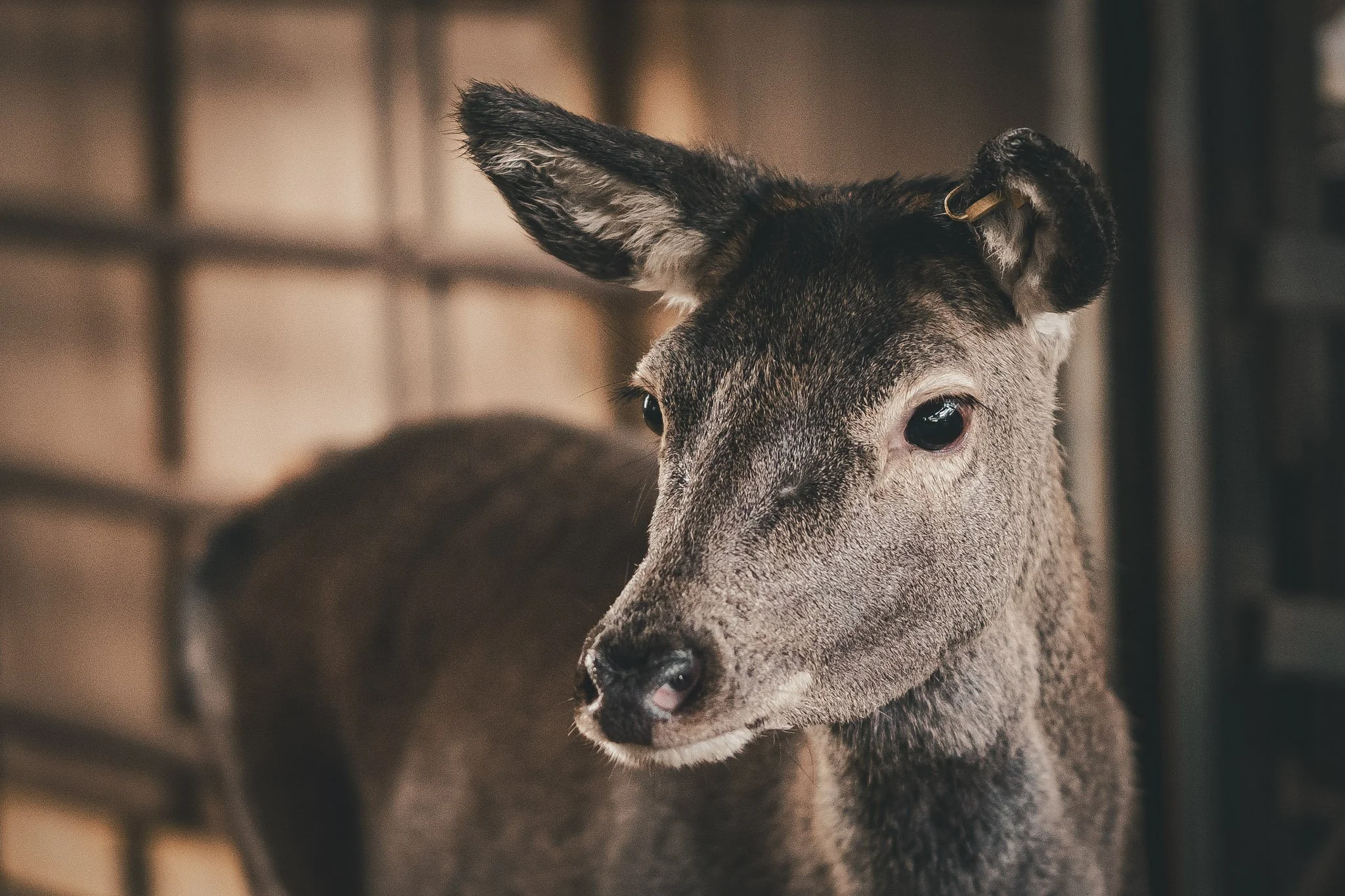 Close-up of a young horse's face, with one ear visible and a collar around its neck, in a barn setting.