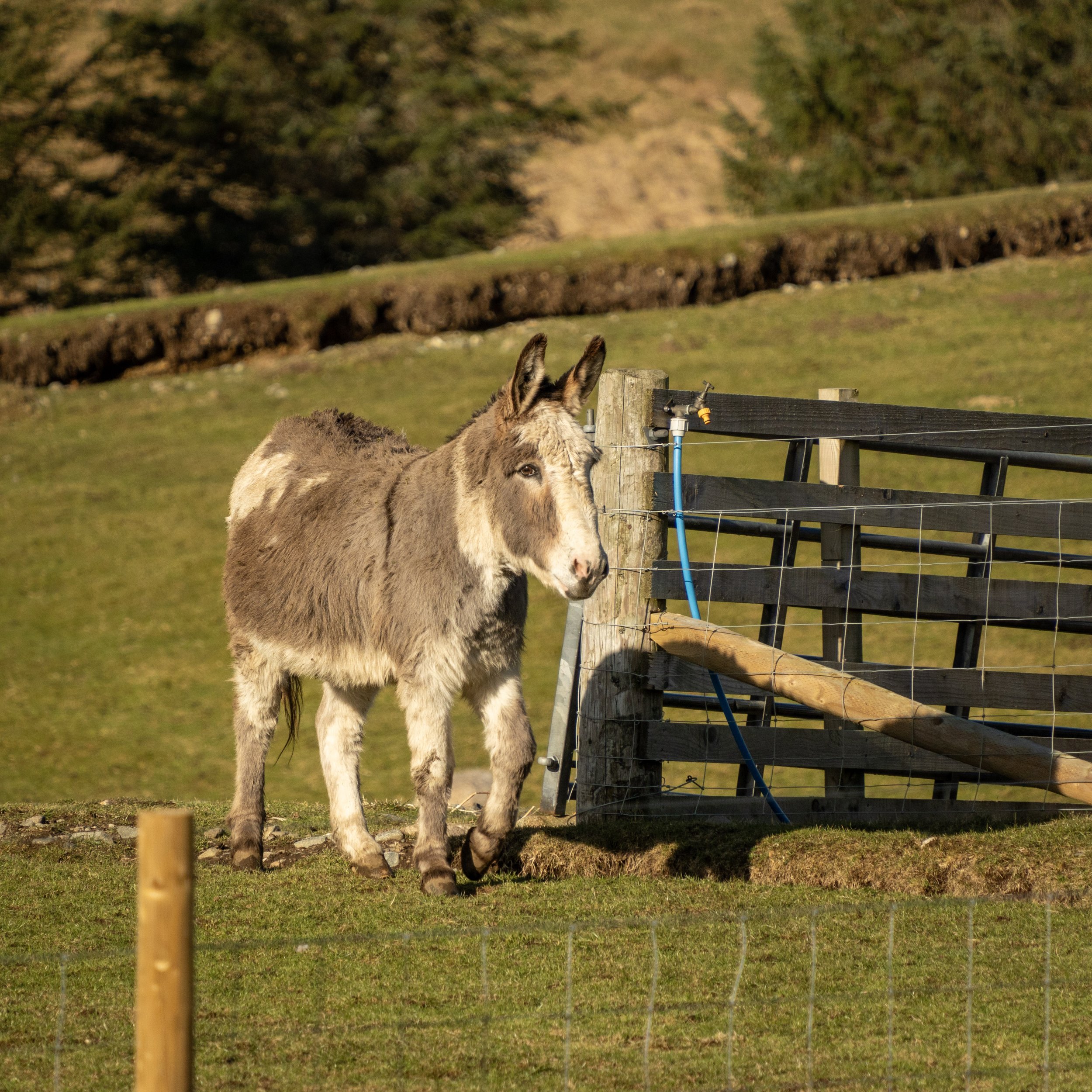 A young donkey standing on green grass behind a wooden fence with a rural landscape in the background.