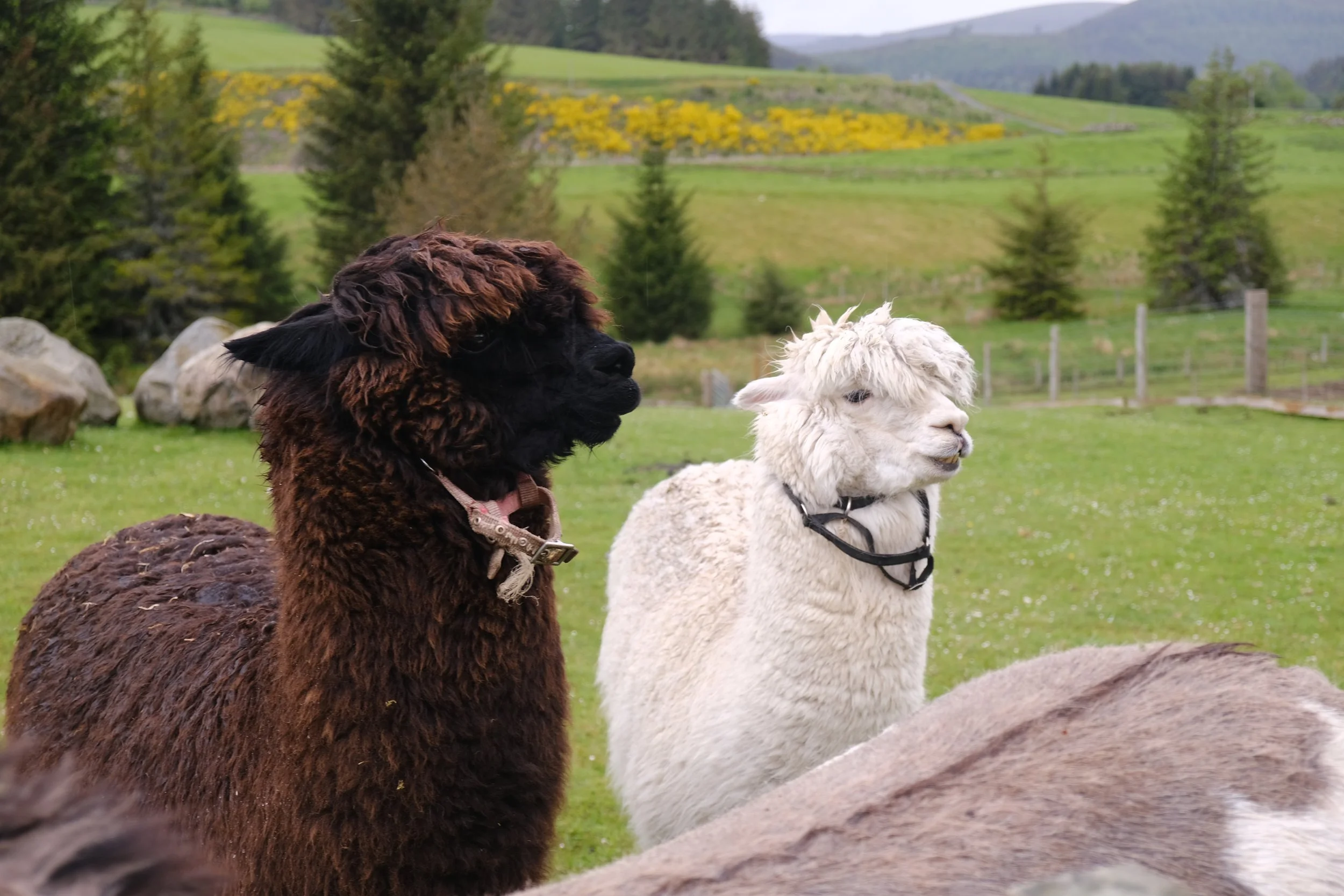 Two alpacas, one brown and one white, standing outdoors on green grass in a rural landscape with trees, rocks, and rolling hills in the background.