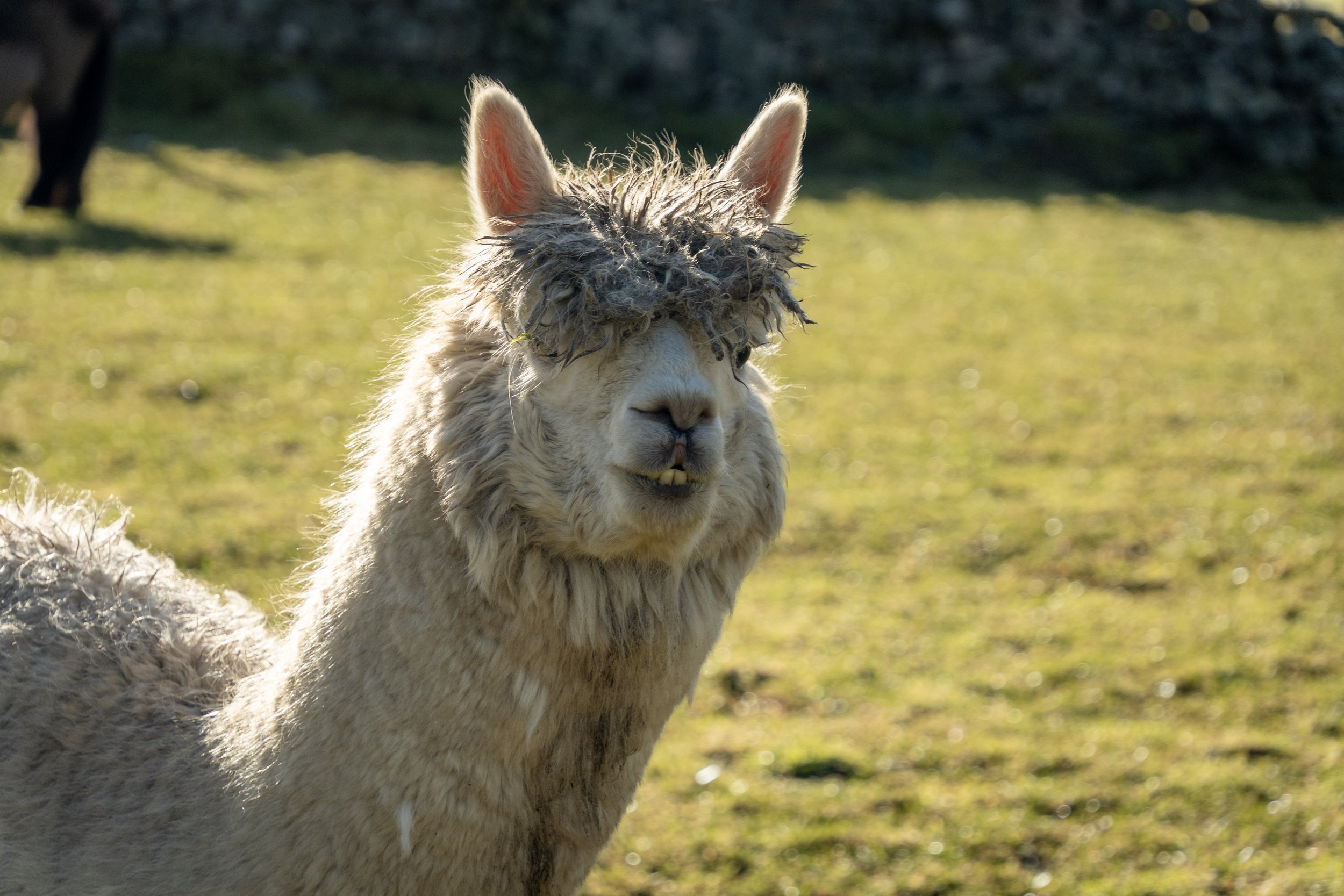 Close-up of a llama's head with curly hair, large ears, and a neutral expression, standing on a grassy field with trees in the background.