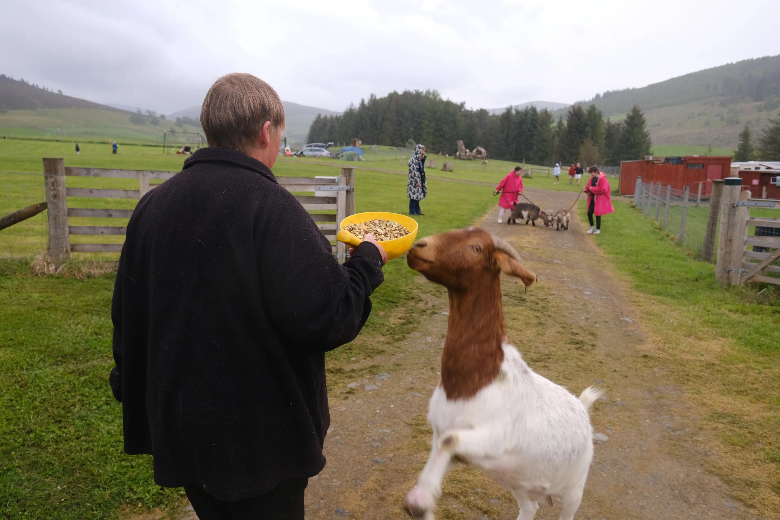 A person holding a yellow bowl of pet food, feeding a white and brown goat in a rural farm setting with other people and animals in the background.
