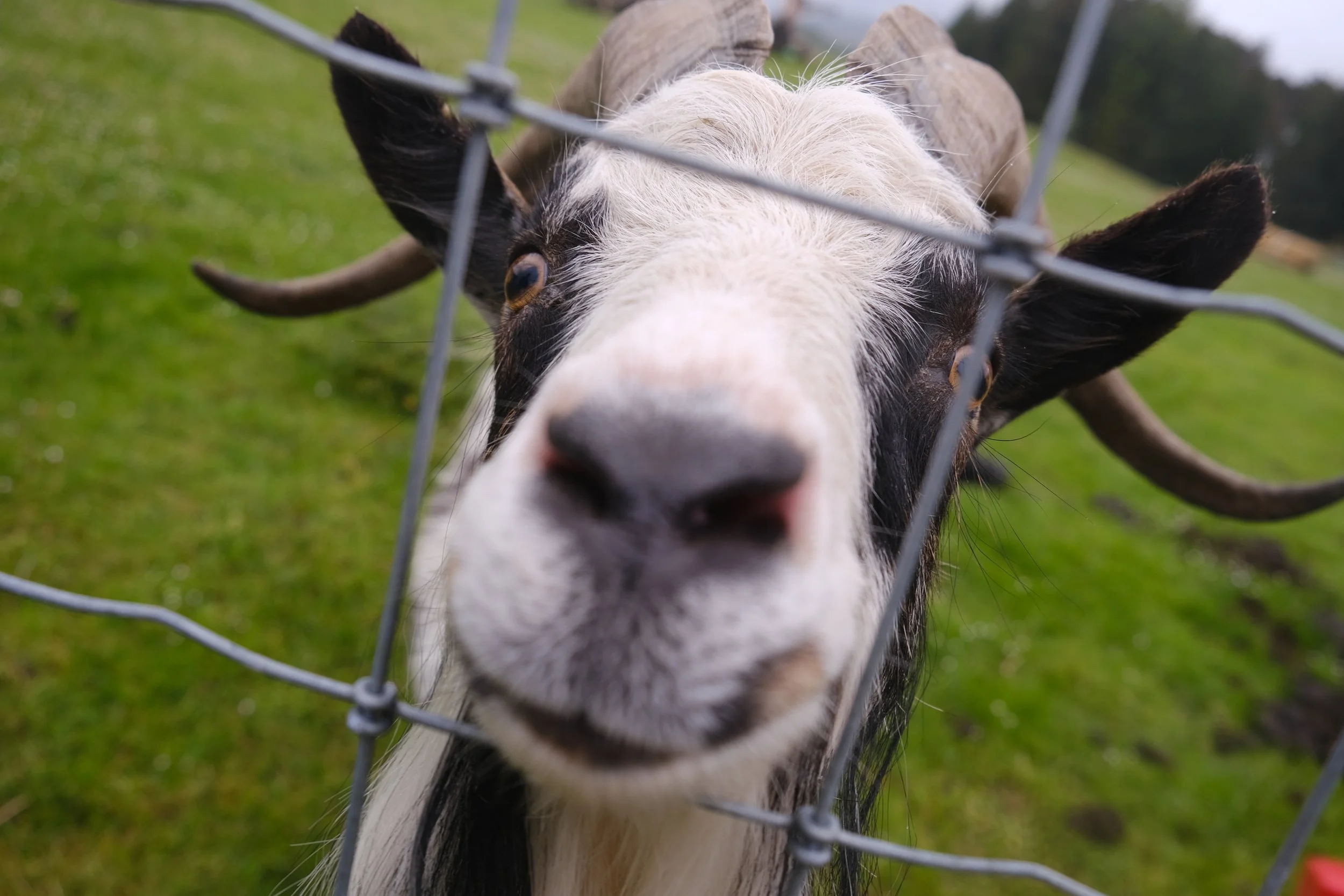 Close-up of a curious black and white goat peering through a wire fence with green grass in the background.