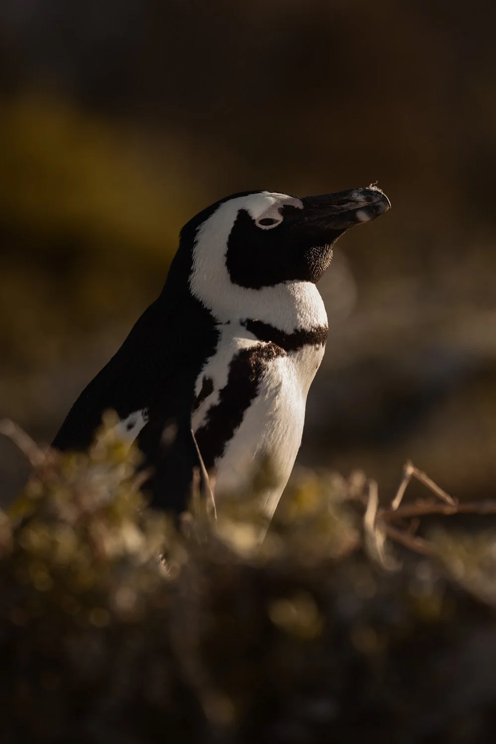 Ein Pinguin steht in der Nähe des Bodens, mit dunklen und weißen Gefieder, im Fokus bei Sonnenuntergang oder -aufgang, mit unscharfem Hintergrund.