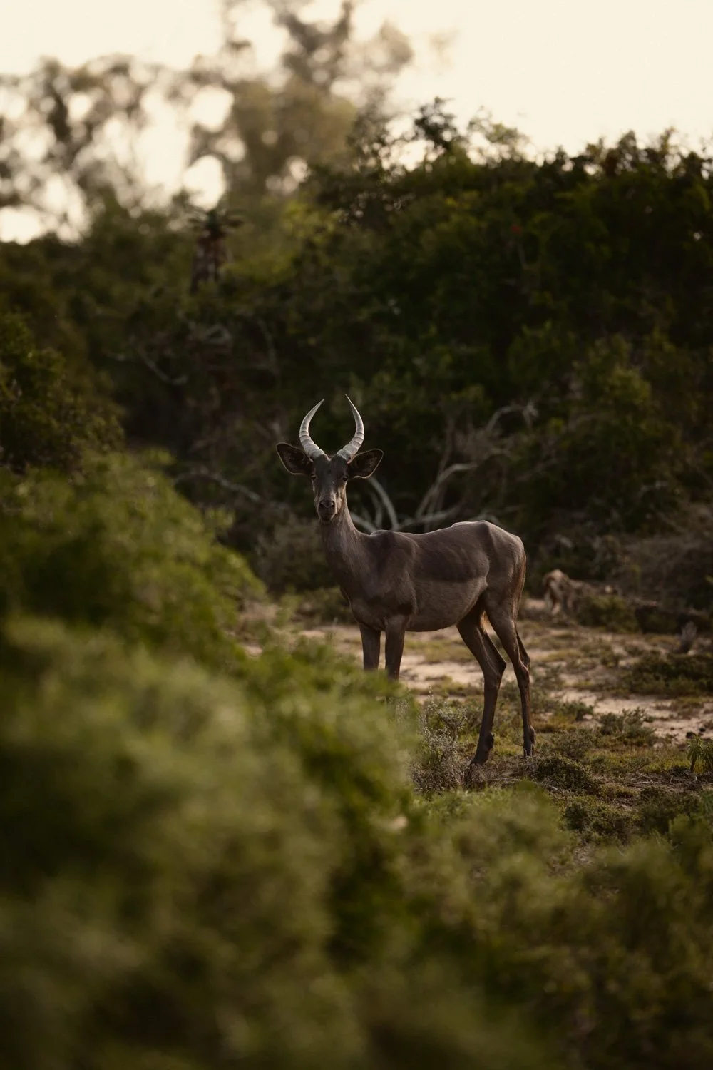 Ein Antilope steht in einem Buschland bei Sonnenuntergang, umgeben von Büschen und Bäumen.