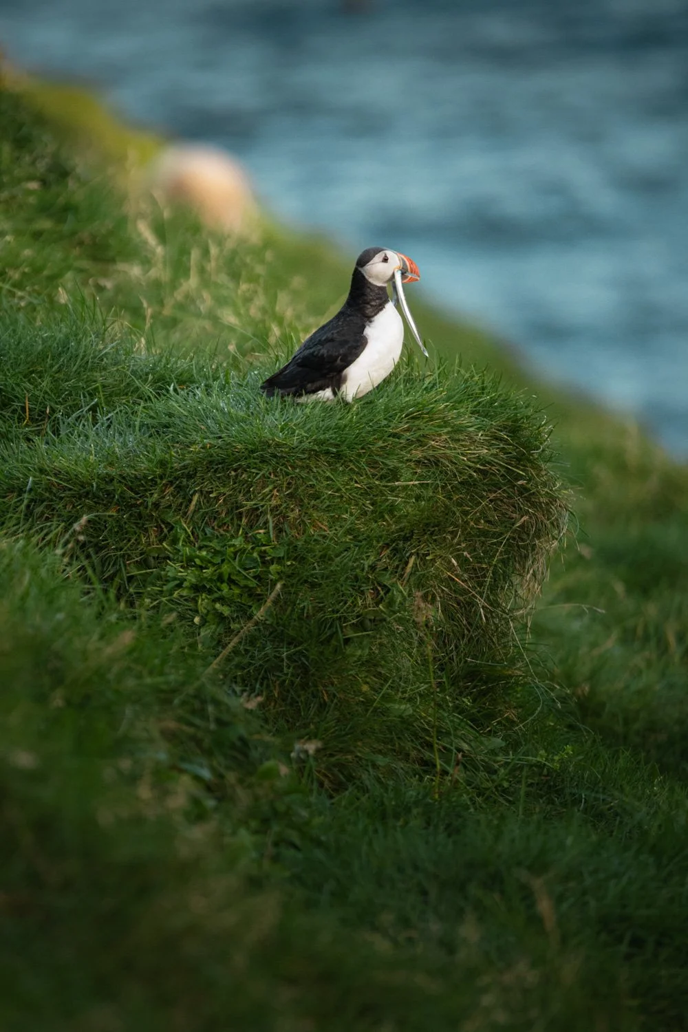 Ein Papageientaucher steht auf einer Grasnarbe an einer Klippe mit Blick auf das Meer, hält einen Fisch im Schnabel.
