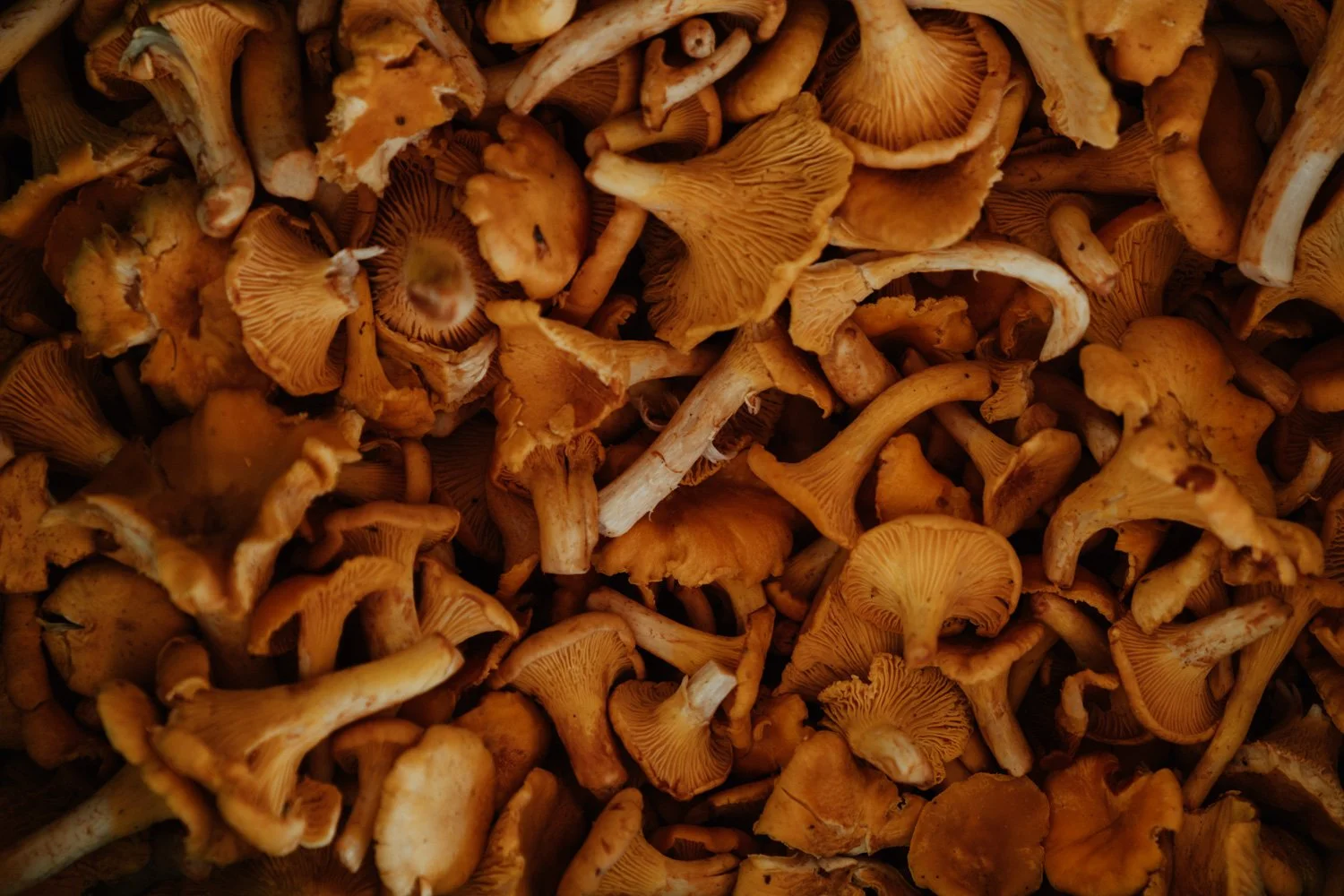 Ohrlappige, orange-braune Pilze in einem Haufen