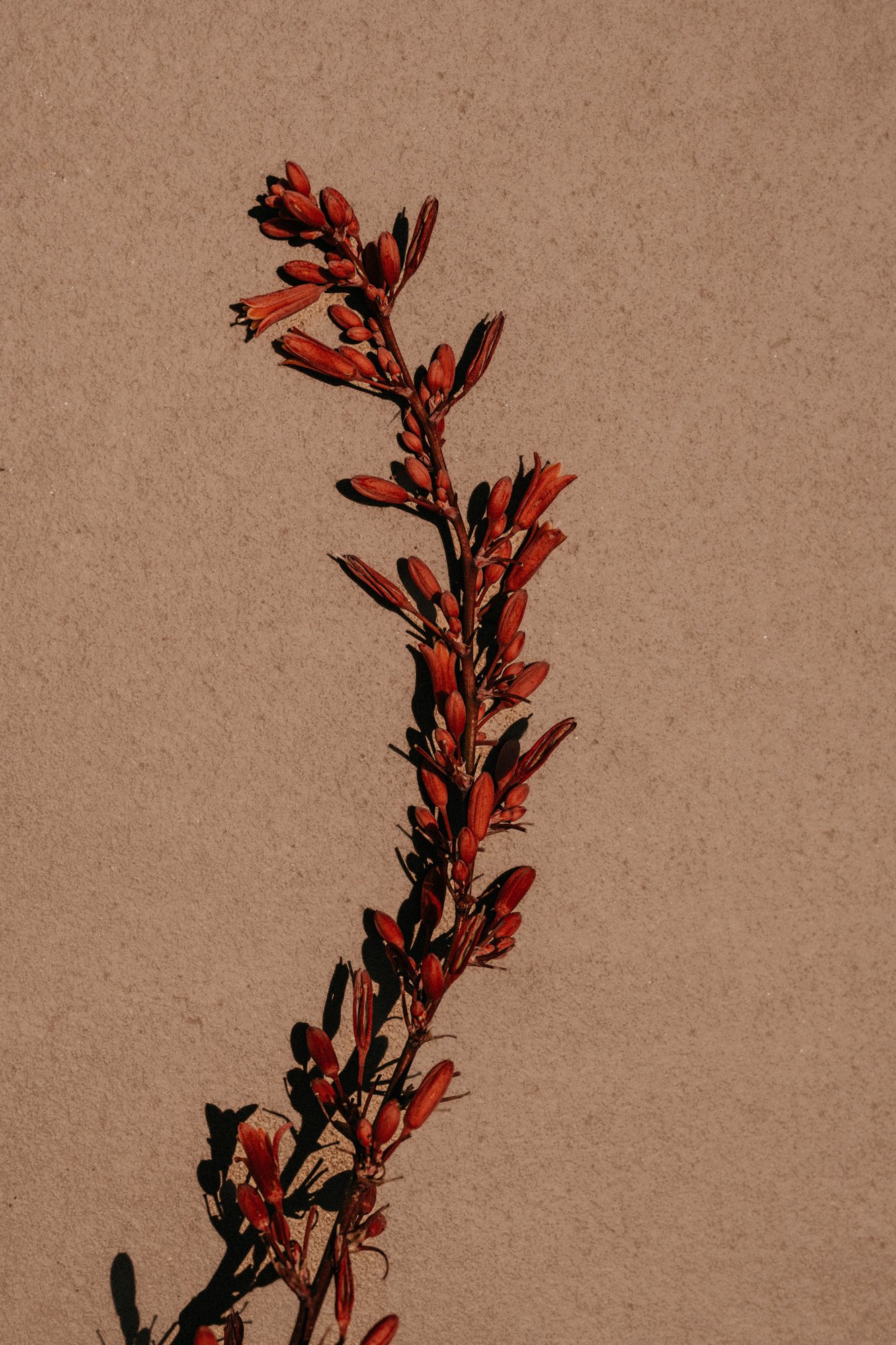 Eine einzelne Pflanze mit roten Blüten und langen schmalen Blättern, die Schatten an eine beige Wand wirft.