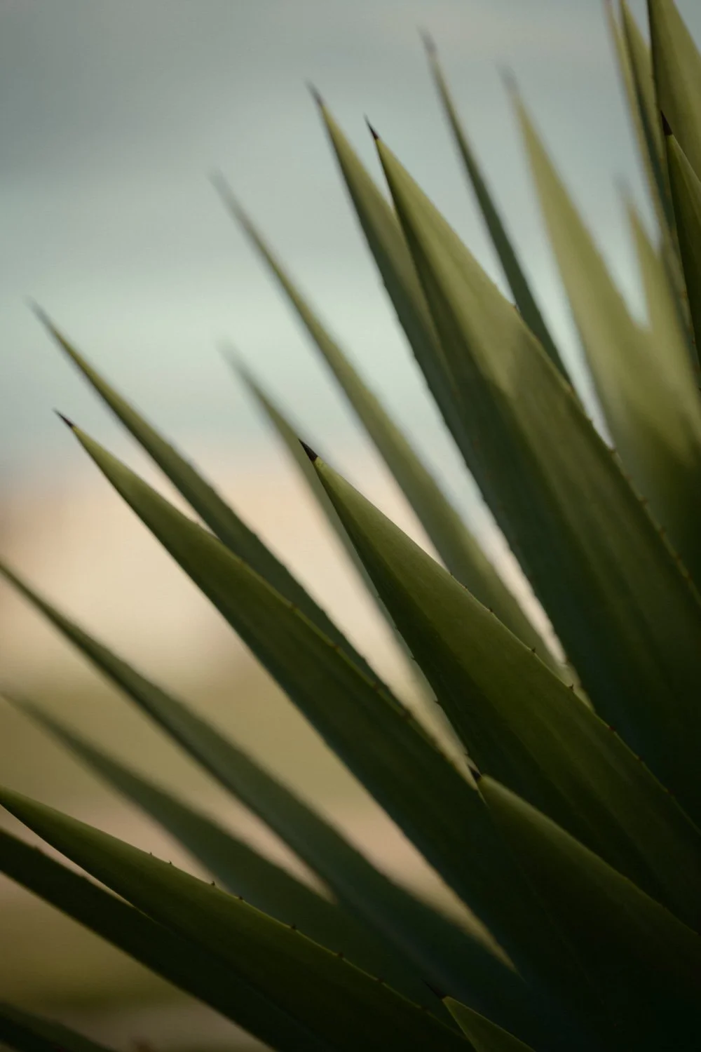 Nahaufnahme von spitzen Aloe Vera Blättern mit scharfen Zähnen