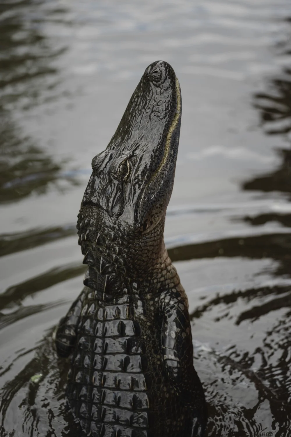 Ein ausgestreckter Krokodilkopf, halb im Wasser, mit dunkler, schuppiger Haut und schmalen Augen.