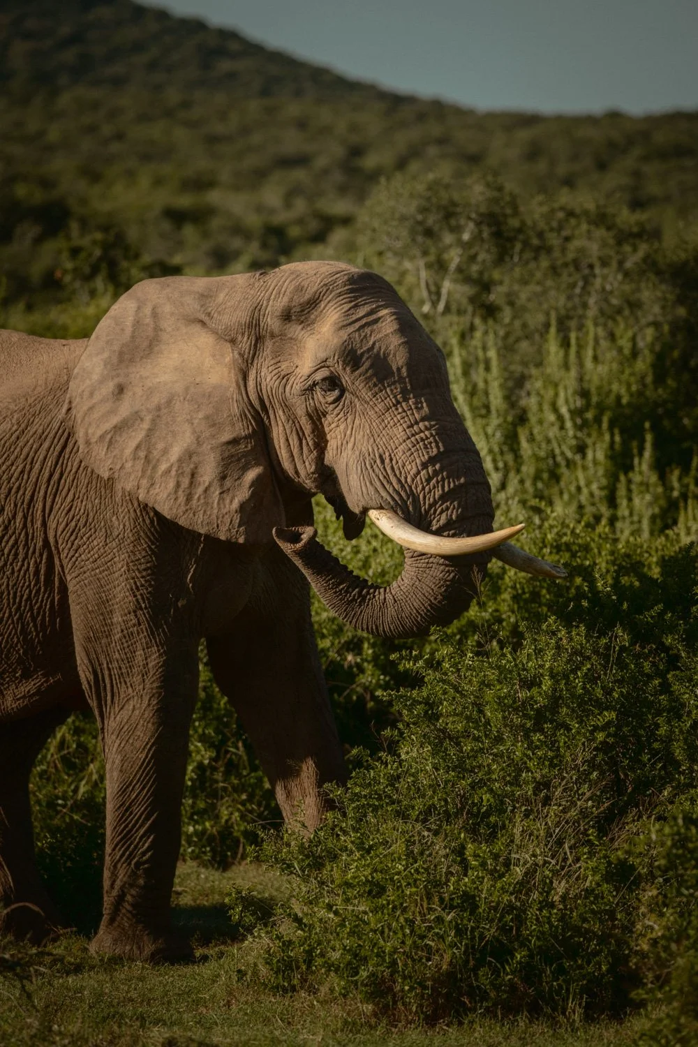 Ein ausgewachsener Elefant in einer grünen, bewachsenen Landschaft bei Sonnenlicht.