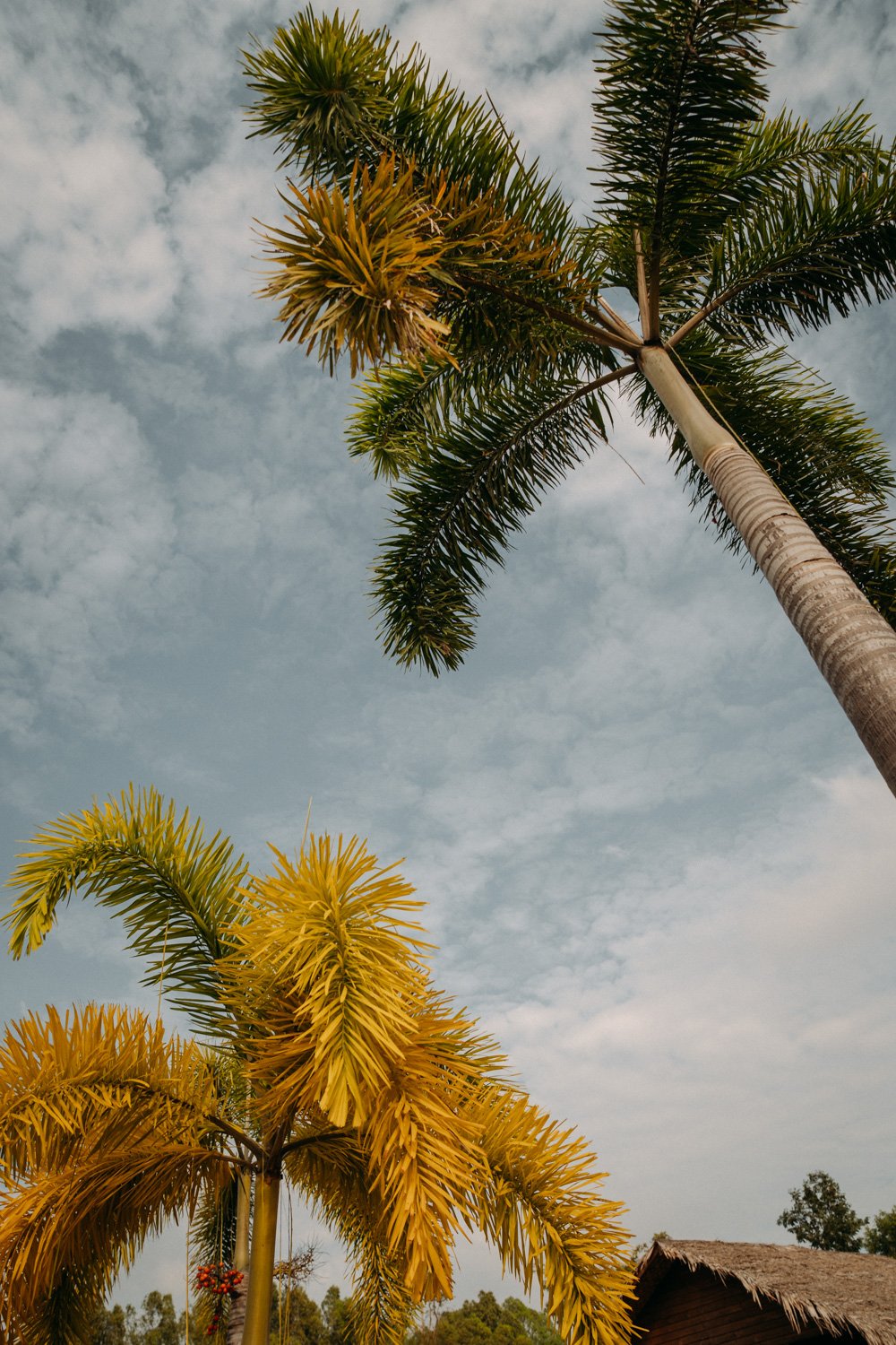 Blick nach oben auf Palmen gegen bewölkten Himmel, eine Palme hat gelbe Blätter, eine andere ist grün, im Hintergrund ein kleines Haus mit Strohdach