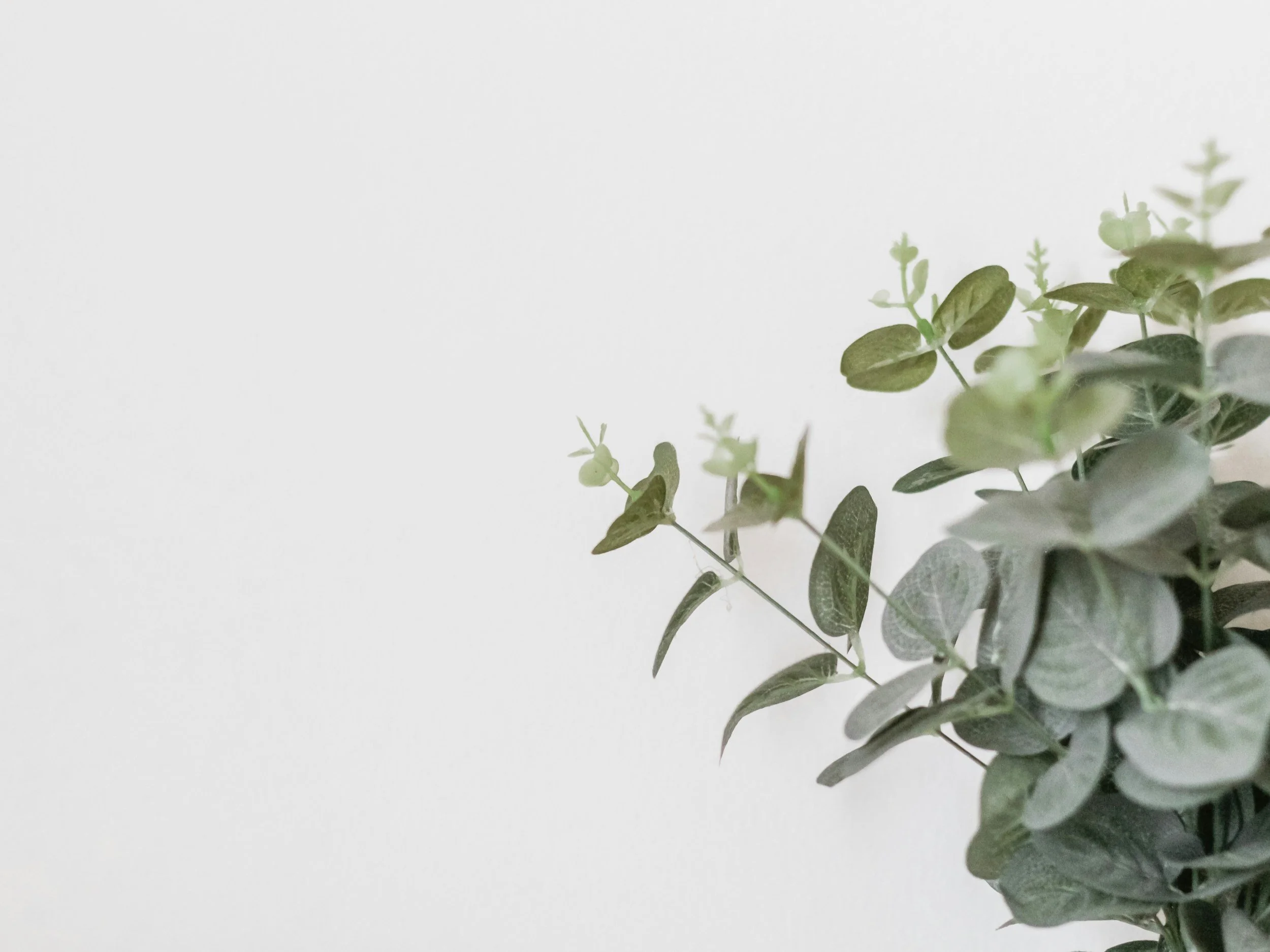 Green leafy plant with small oval leaves against a white background.