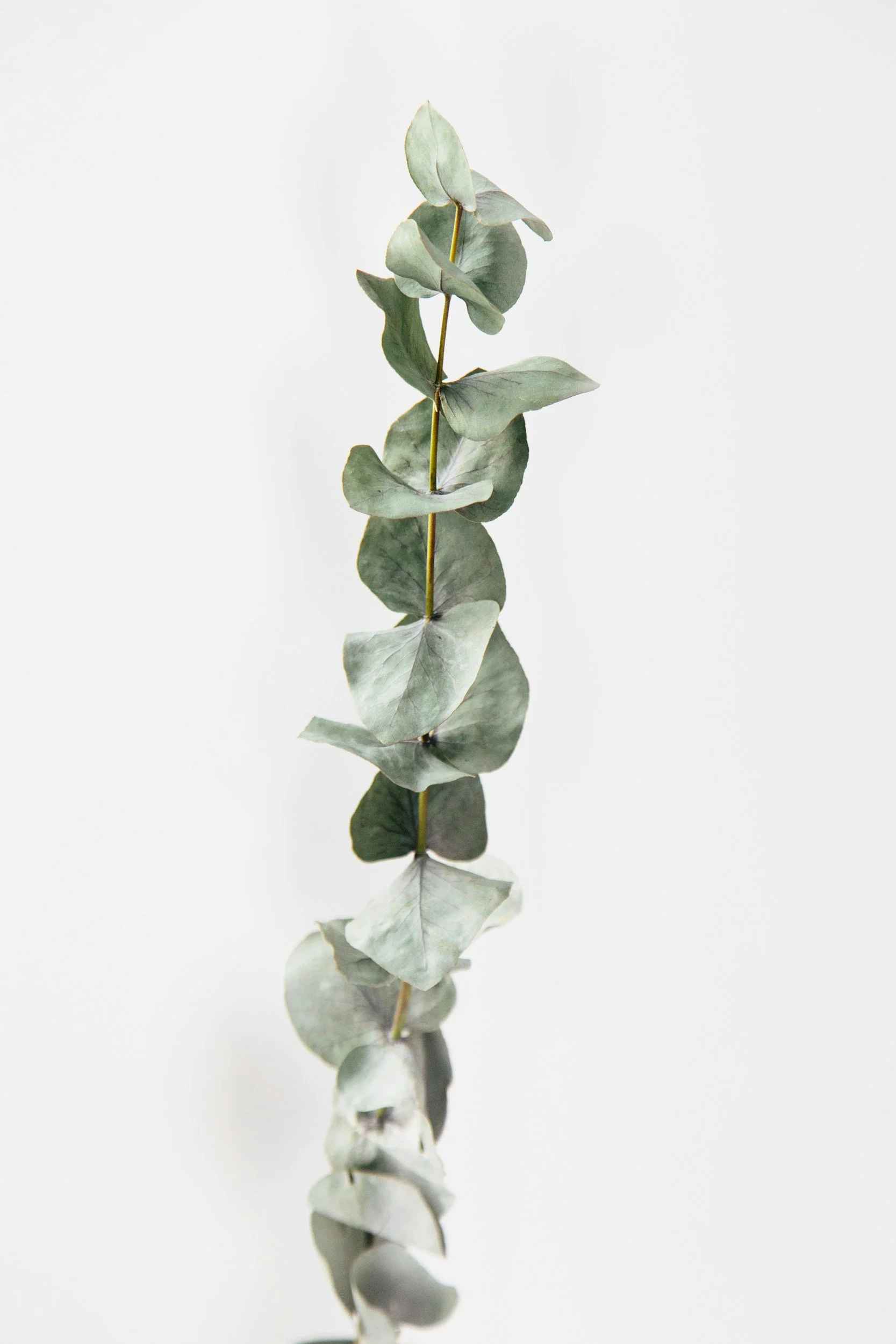 A single eucalyptus branch with round, gray-green leaves reflected on a smooth surface.
