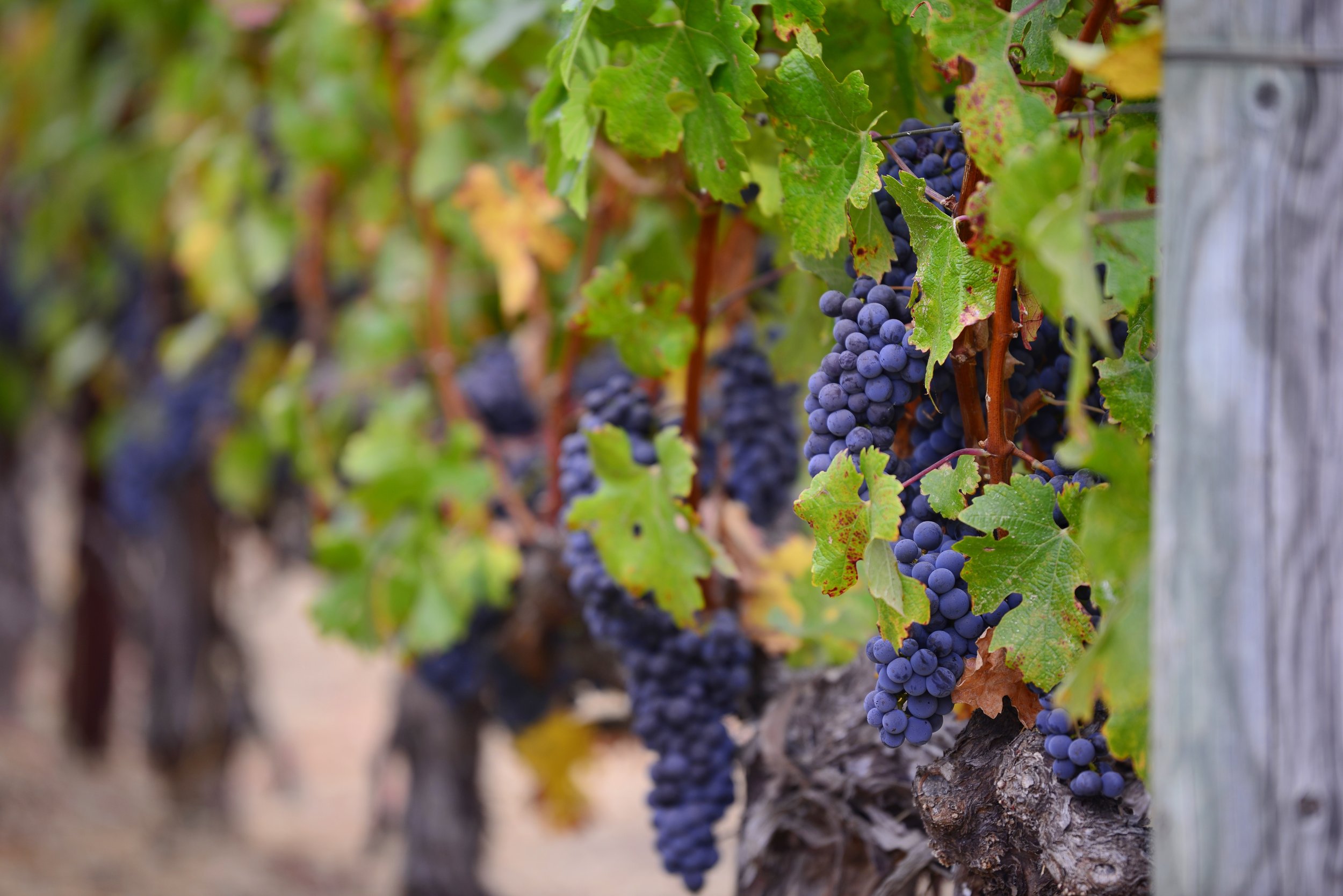 Close-up of grapevine with dark purple grapes hanging from the vine surrounded by green and yellow leaves, with a weathered wooden post on the right.