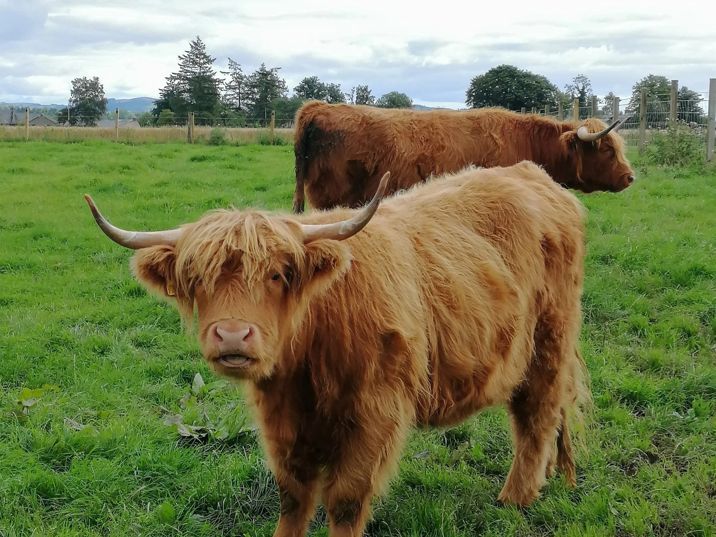 Highland cows in a Scottish green field — Erin Claire Butler's home in Scotland