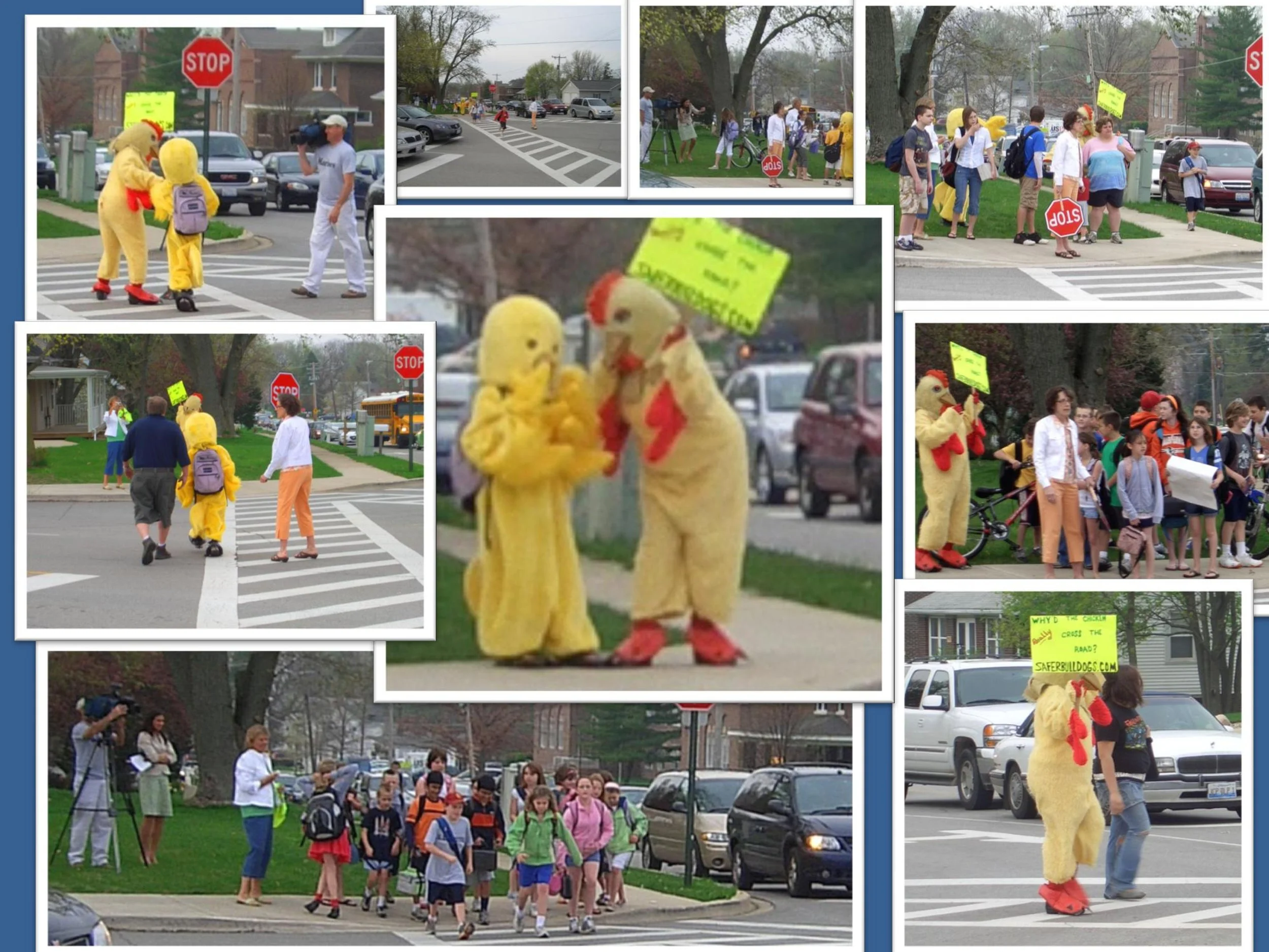 A collage of images showing children and adults crossing the street, accompanied by characters in chicken costumes handing out signs, during a school event or protest on a residential street with stop signs and parked cars.