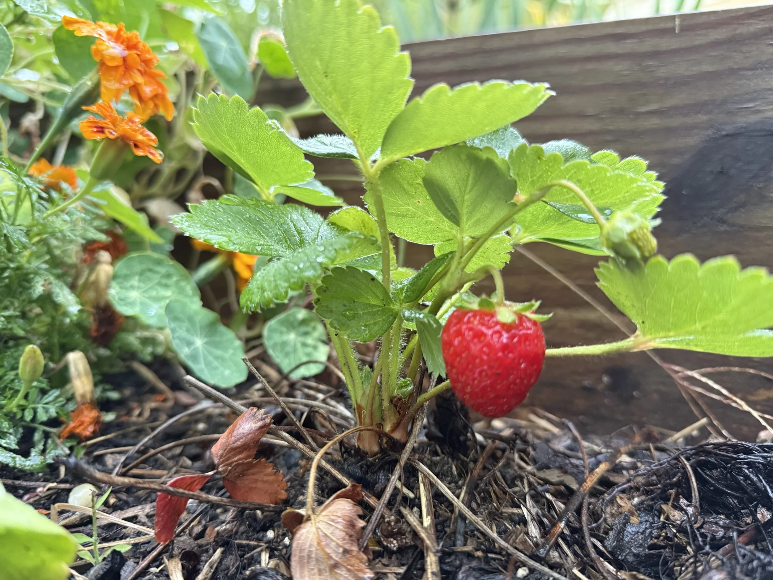 Common invasive plants in coastal Maine