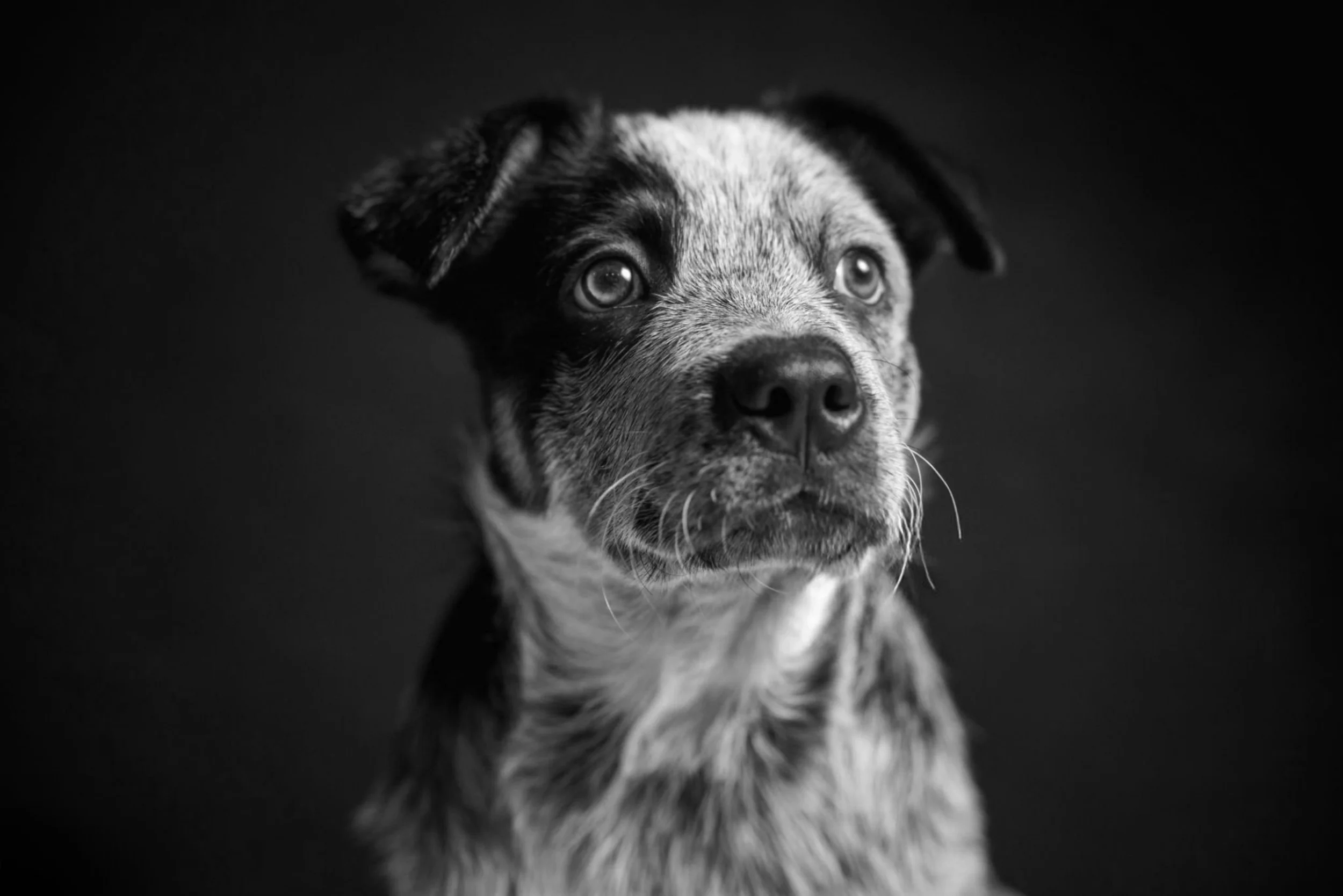 Portrait of a young Cattle dog mix puppy with expressive eyes and a mixed coat