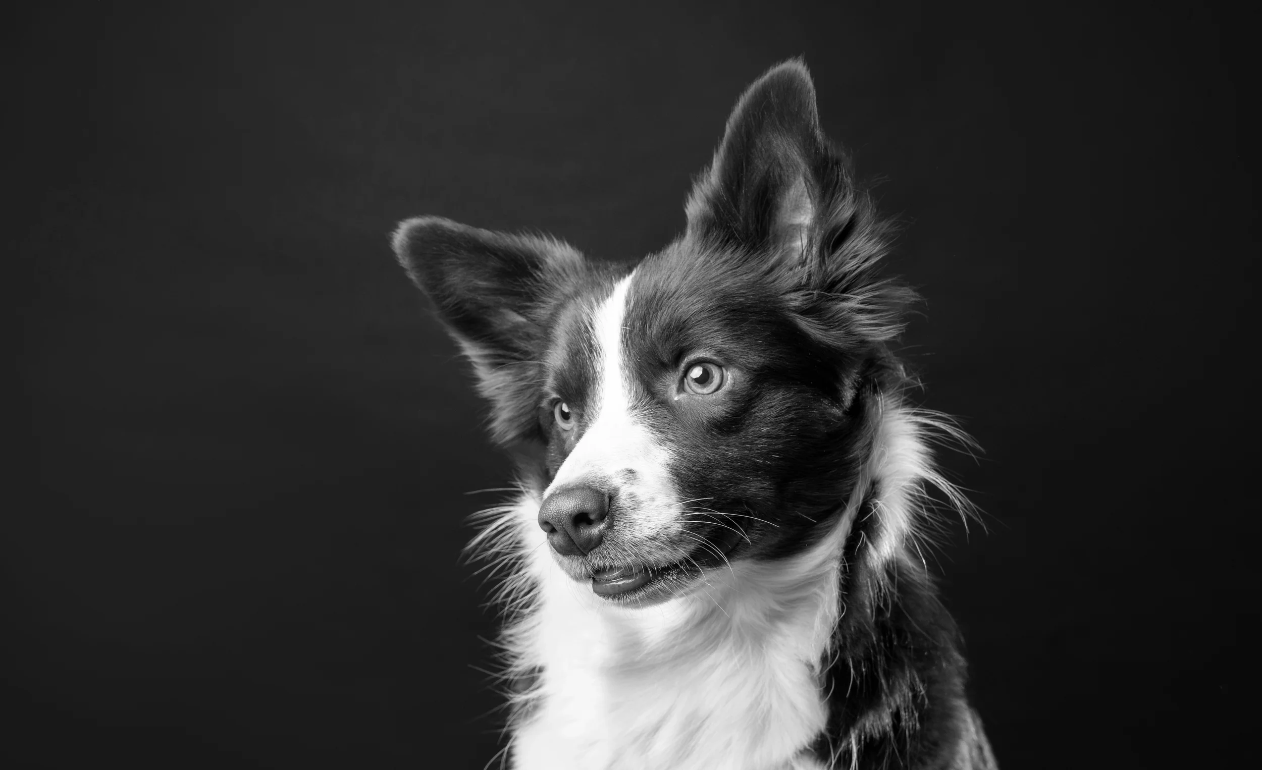 A portrait of a Border Collie puppy, with a gentle loving focus on his person off camera.