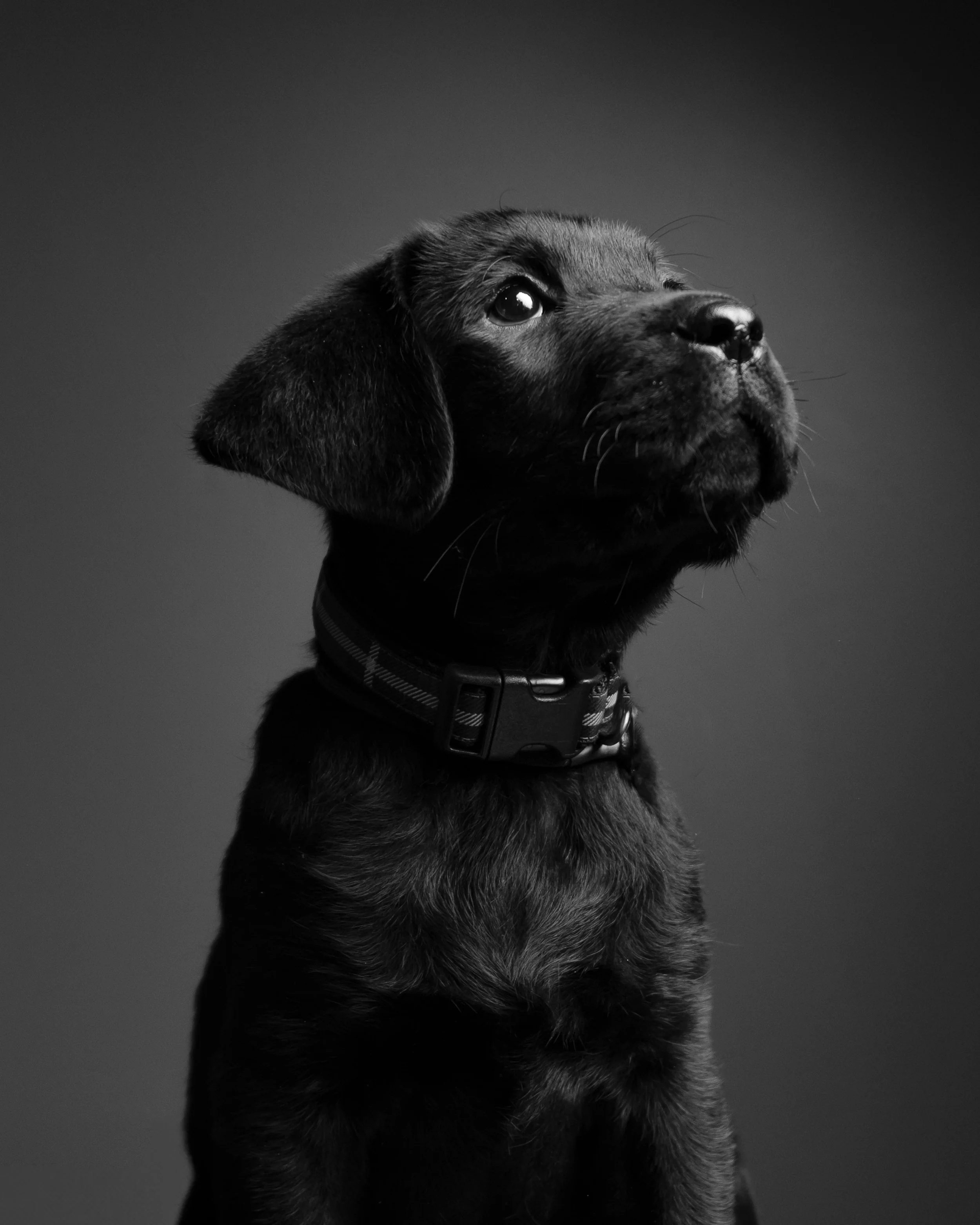 A portrait of a 12 week old Black Labrador puppy looking up, engaged and proud.